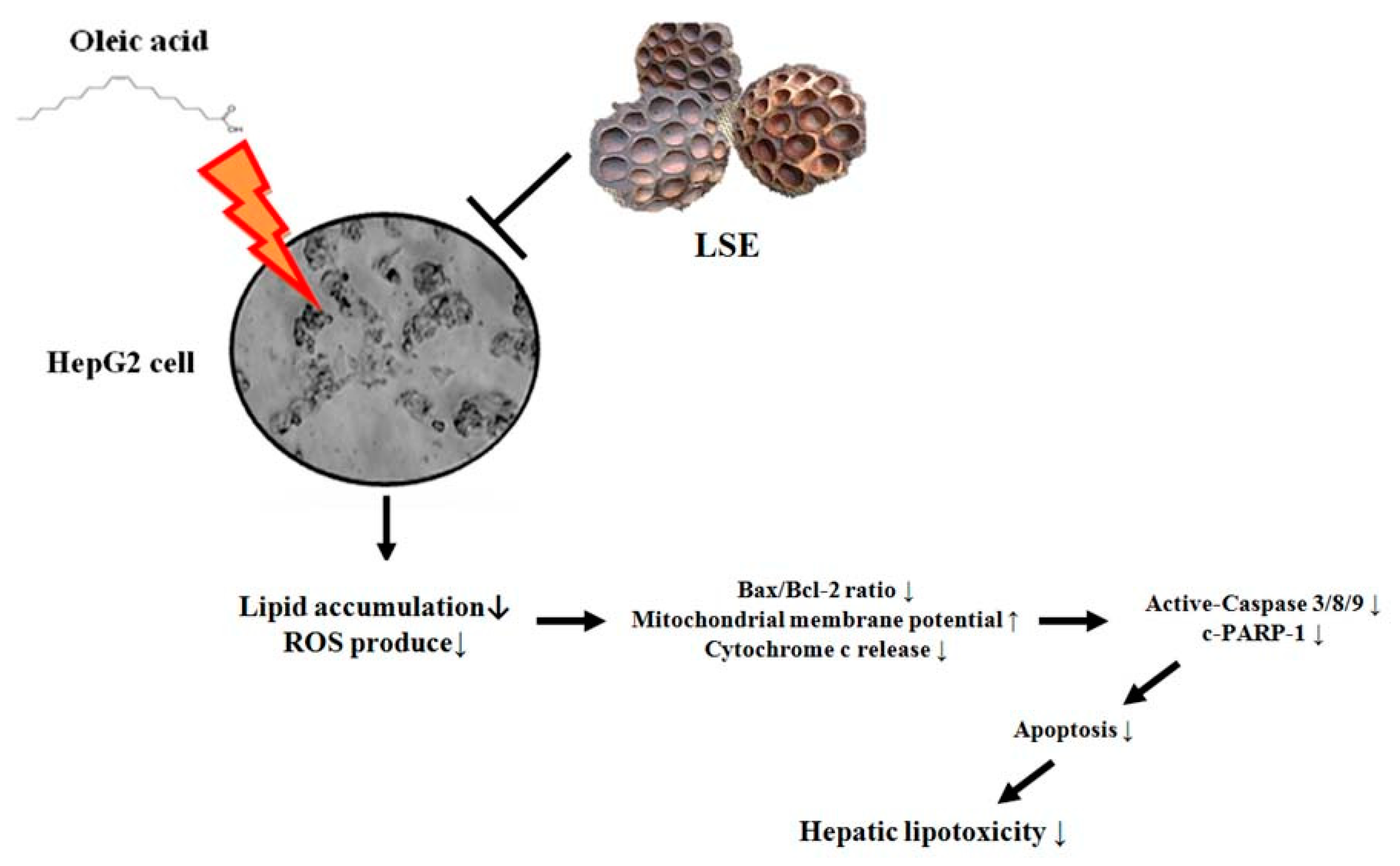 Nutrients 11 02895 g006 Nutrients 11 02895 g006