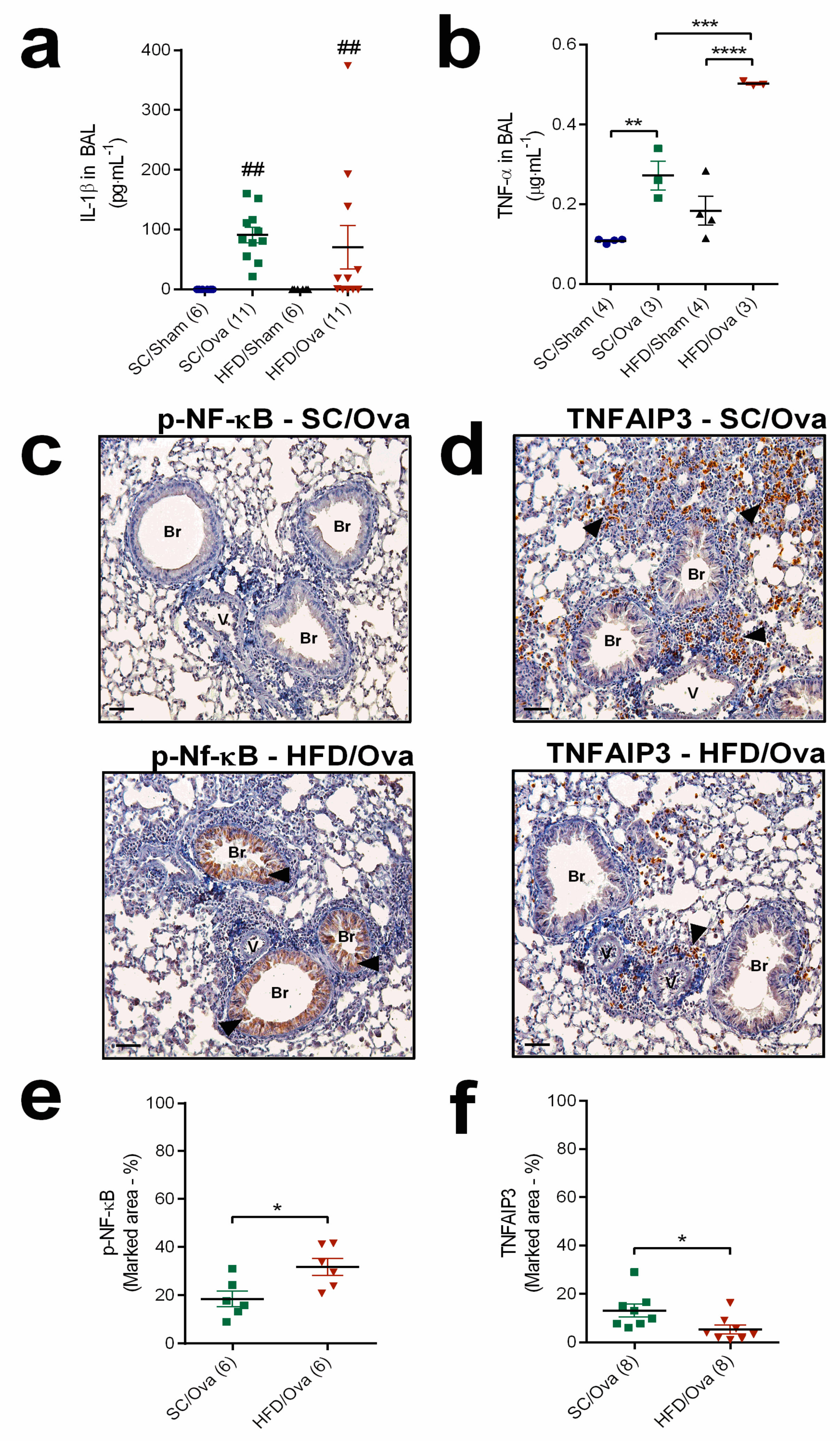 Nutrients Free Full Text Maternal Obesity In Mice Exacerbates The Allergic Inflammatory Response In The Airways Of Male Offspring Html Nutrients Free Full Text Maternal Obesity In Mice Exacerbates The Allergic Inflammatory Response In The Airways Of Male Offspring Html