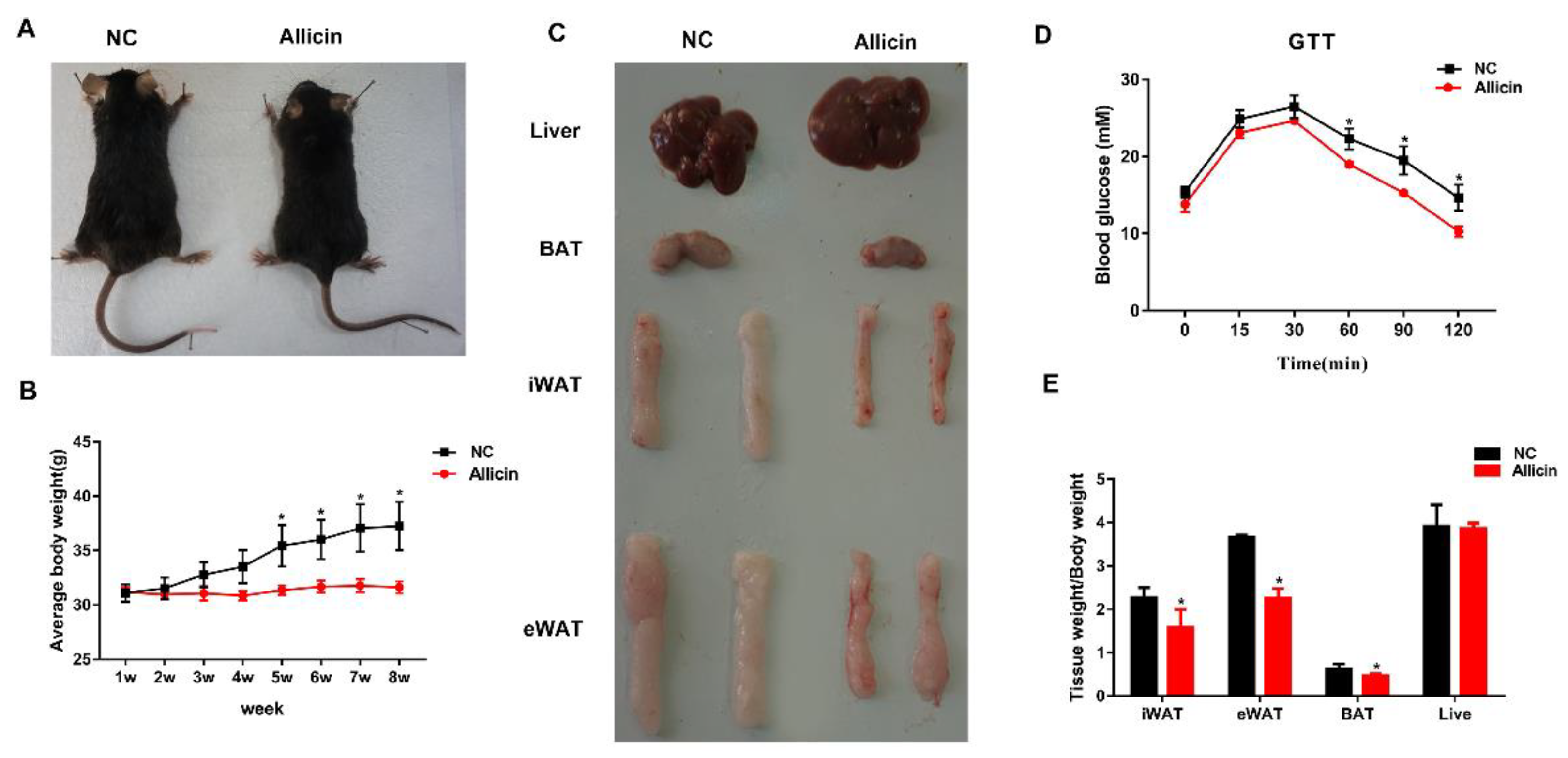 Nutrients Free Full-Text Allicin Improves Metabolism in High-Fat 
