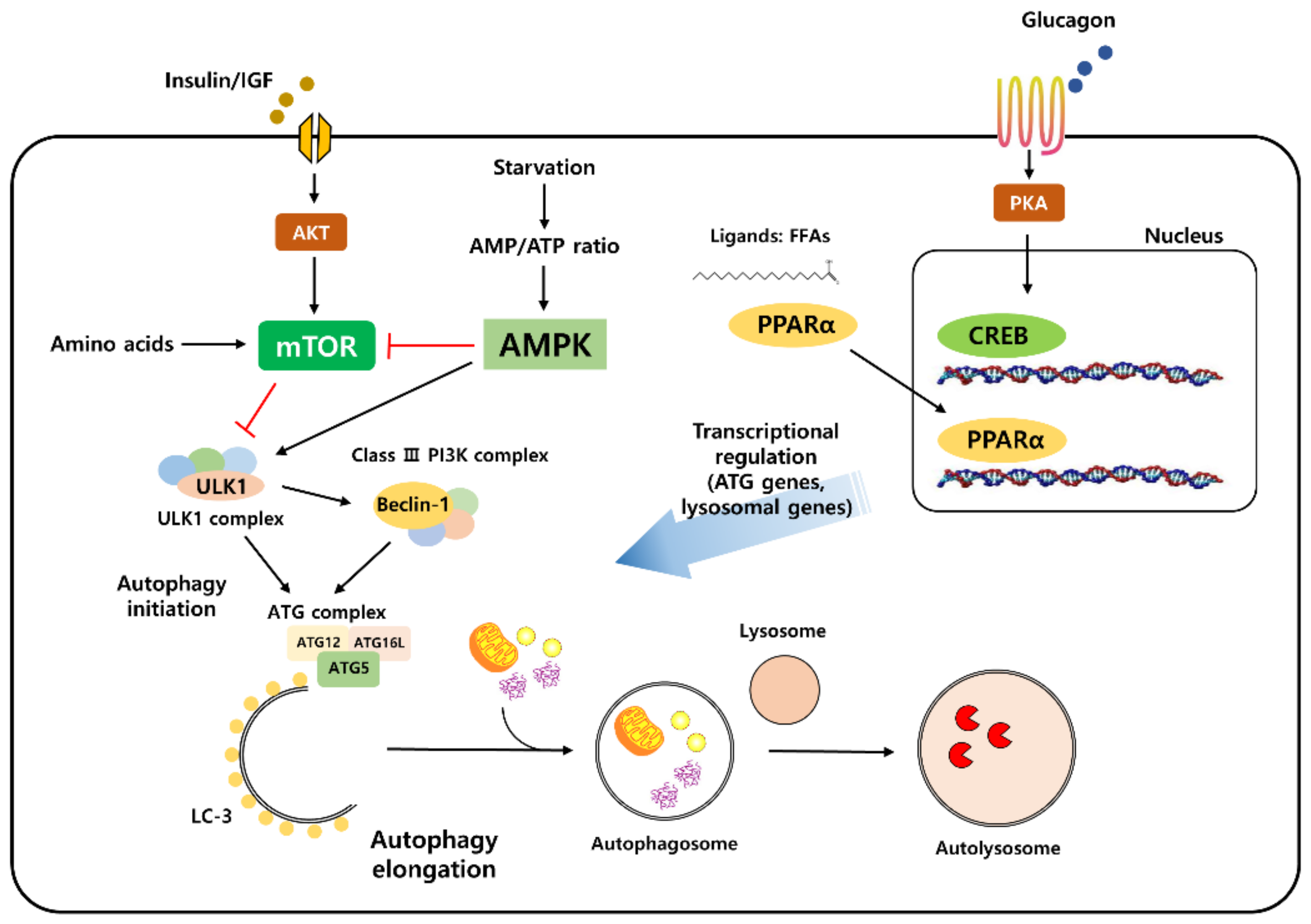 caloric restriction and autophagy markers
