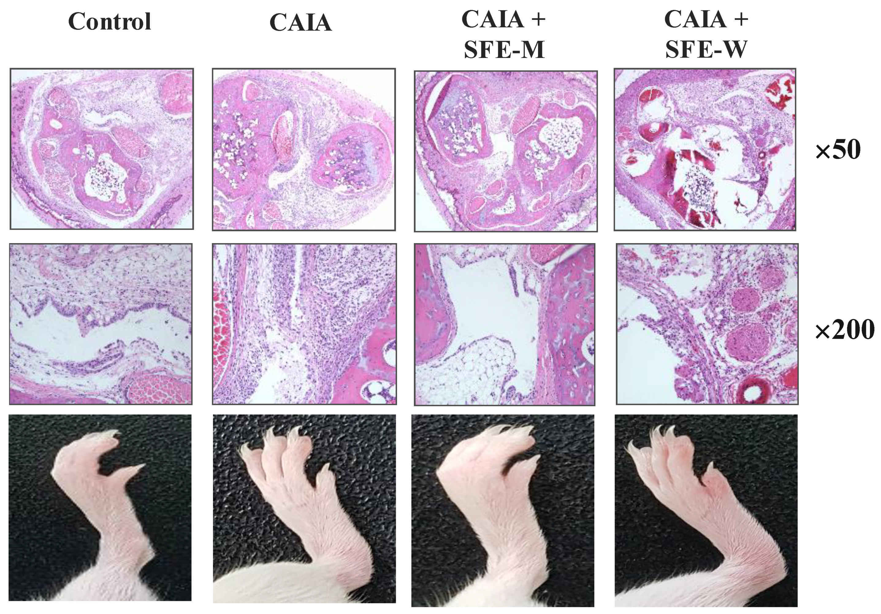 Nutrients 11 02959 g002 Nutrients 11 02959 g002