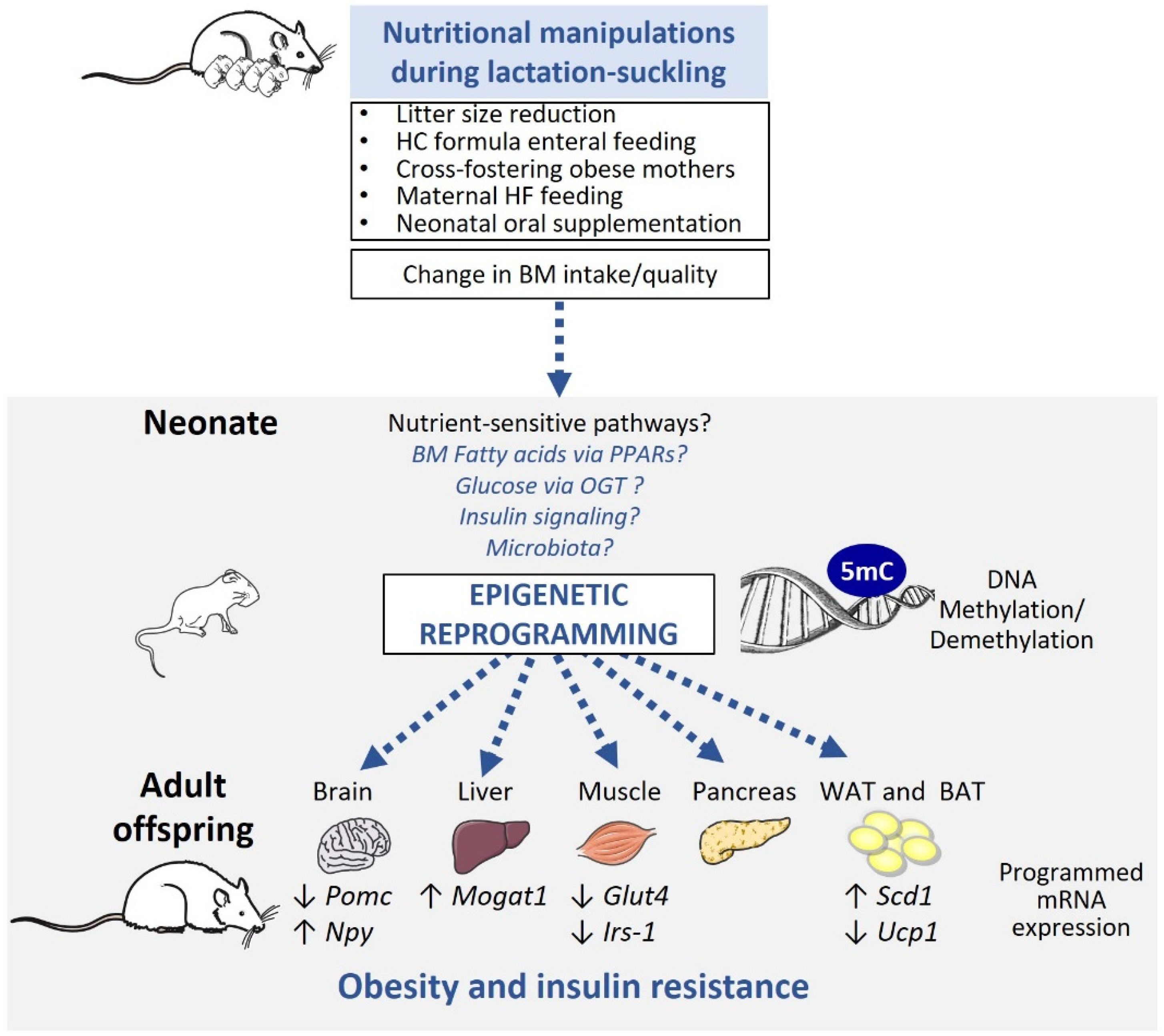 Nutrients 11 02966 g002 Nutrients 11 02966 g002