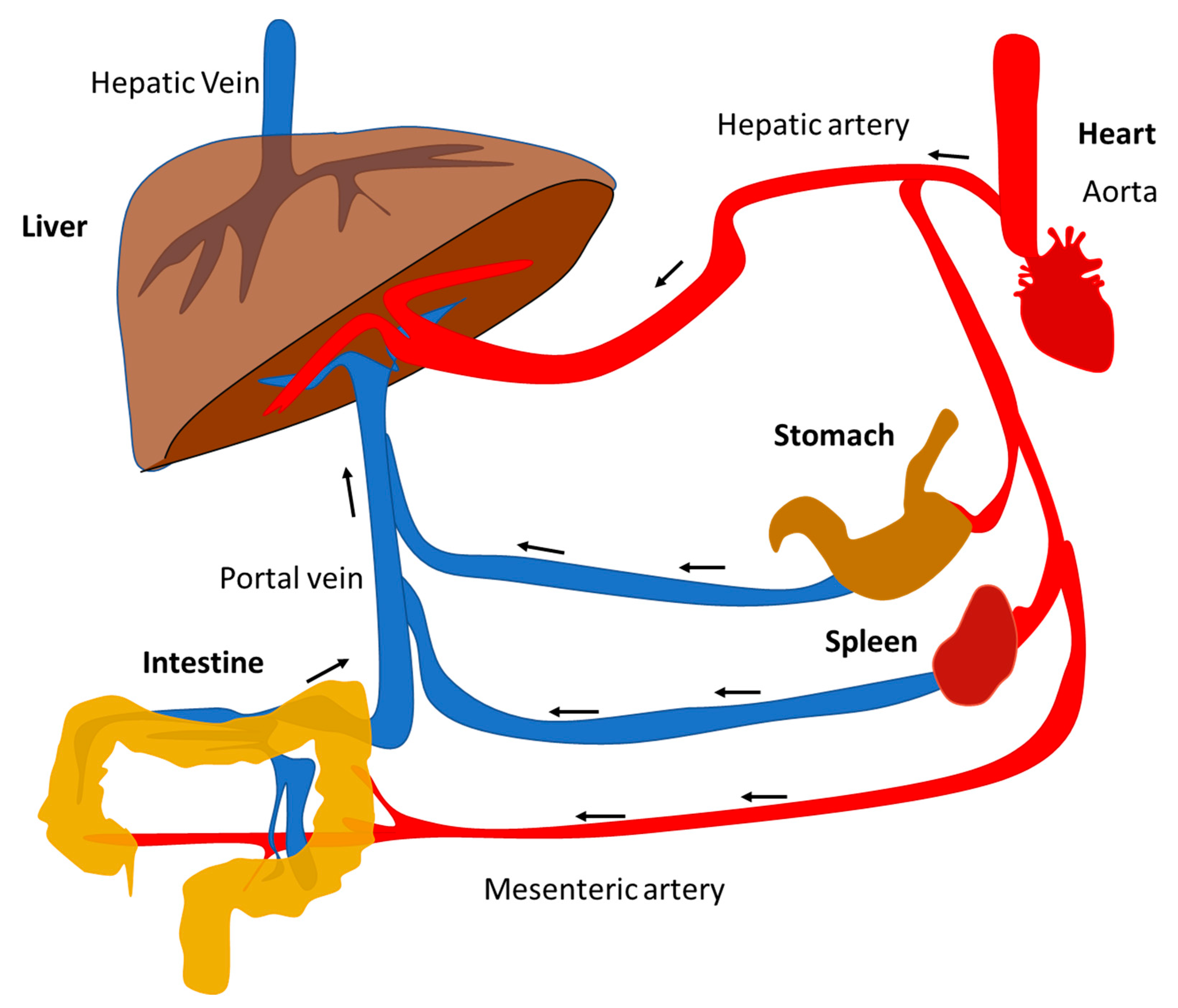 Albums 99+ Wallpaper Diagram Of The Liver In The Body Full HD, 2k, 4k ...