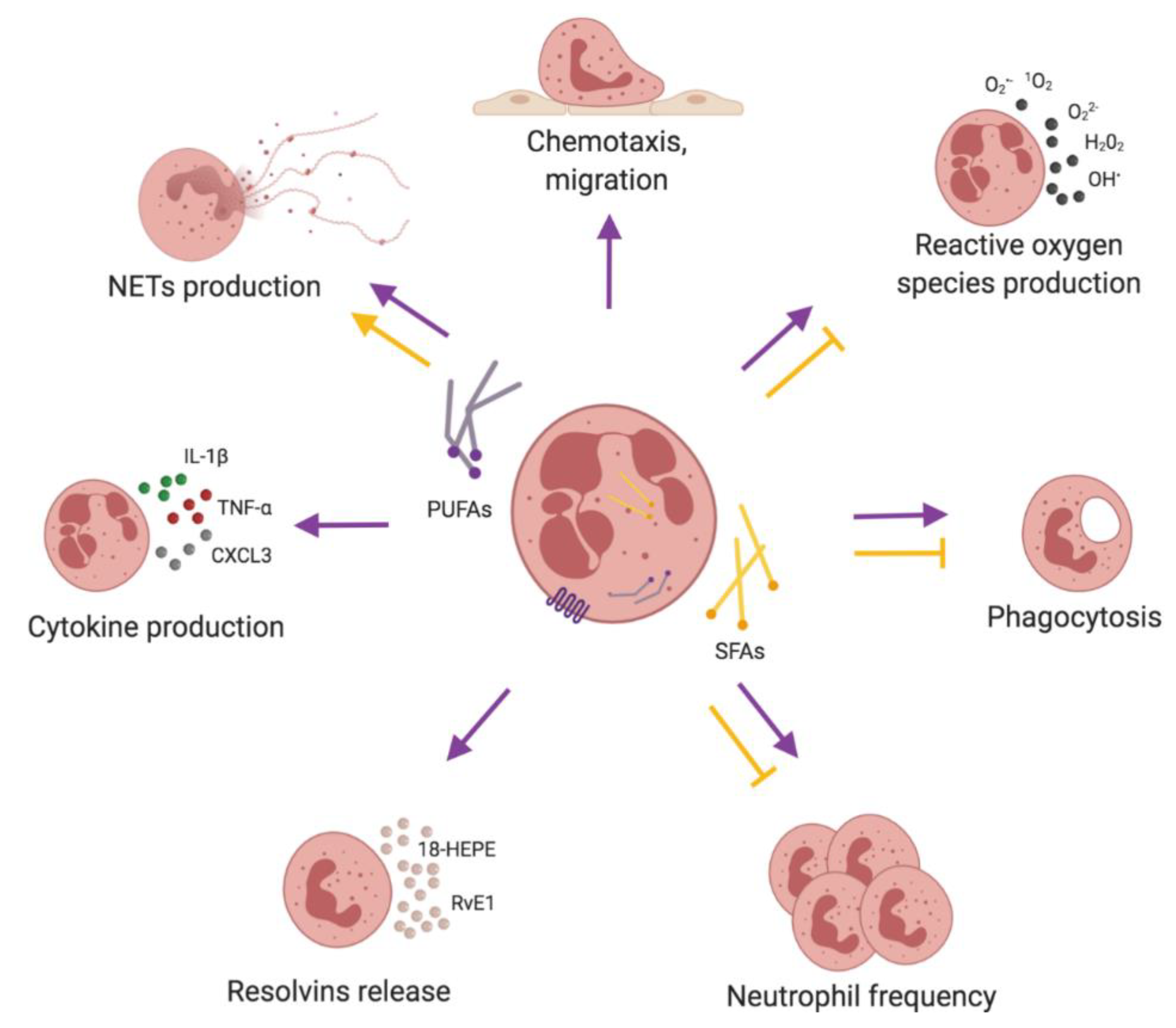 Nutrients 11 02990 g005