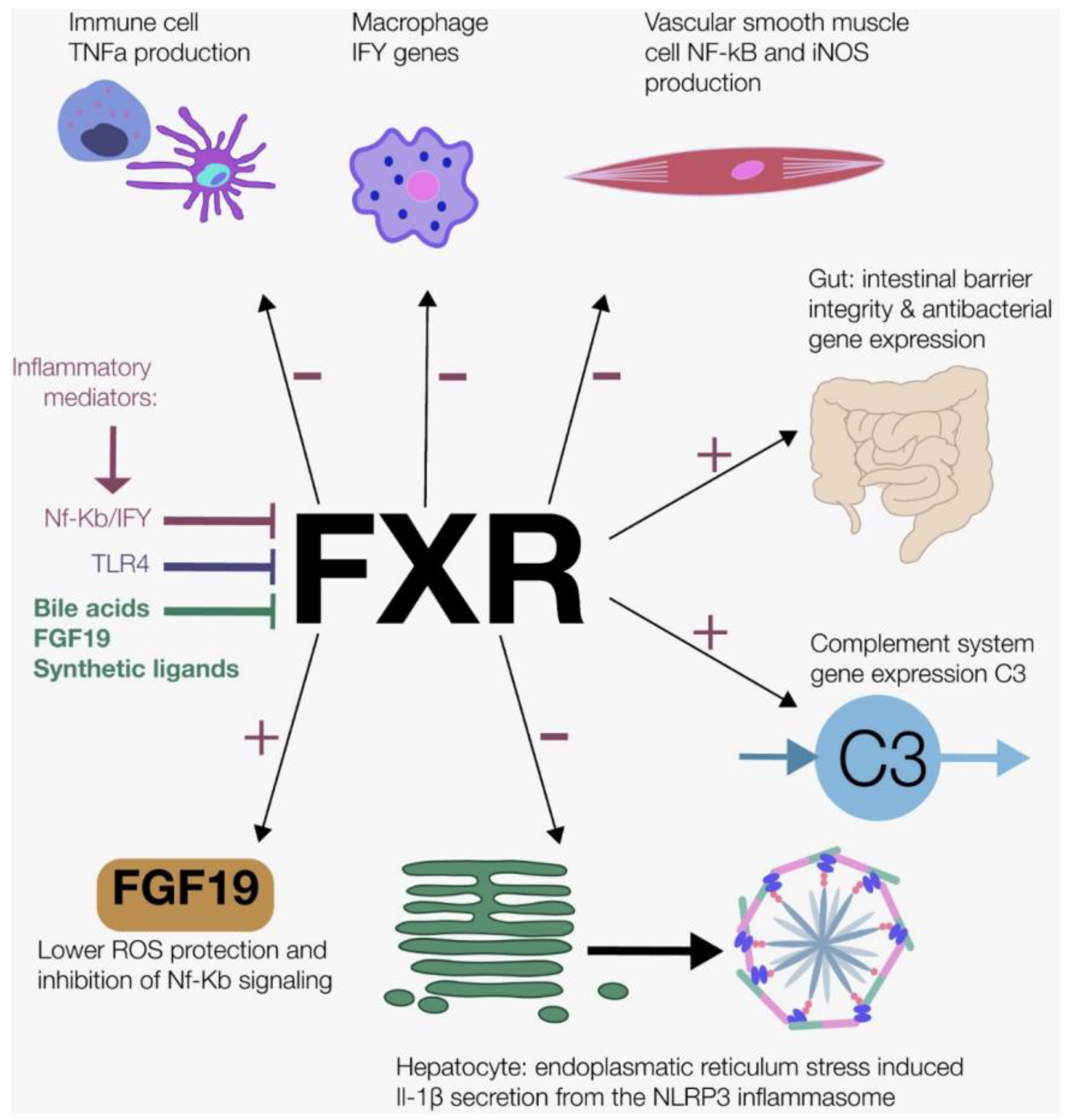 Nutrients 11 03000 g002