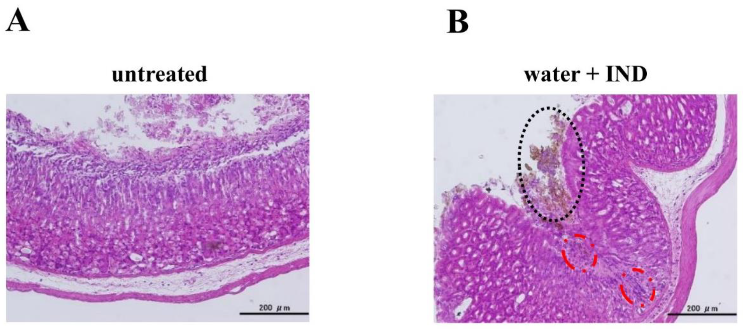 Nutrients 11 03058 g002 Nutrients 11 03058 g002