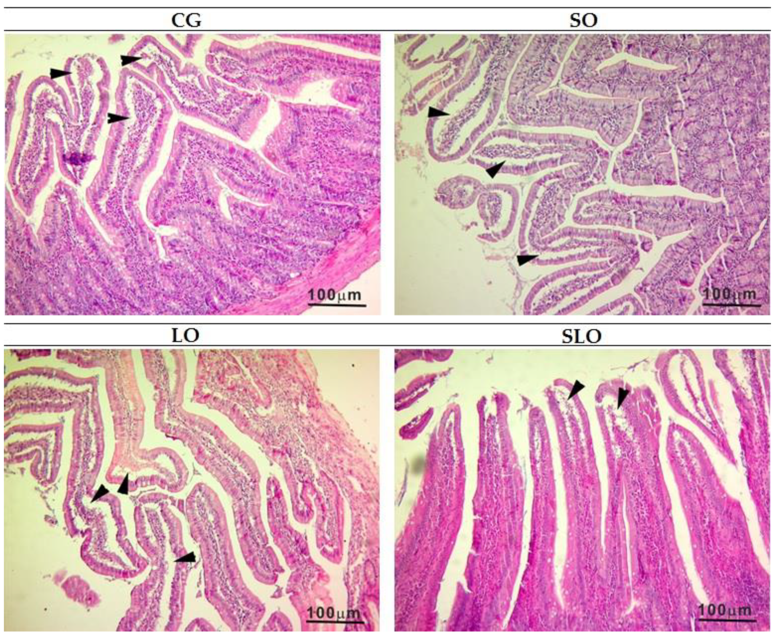 Nutrients 12 00009 g005