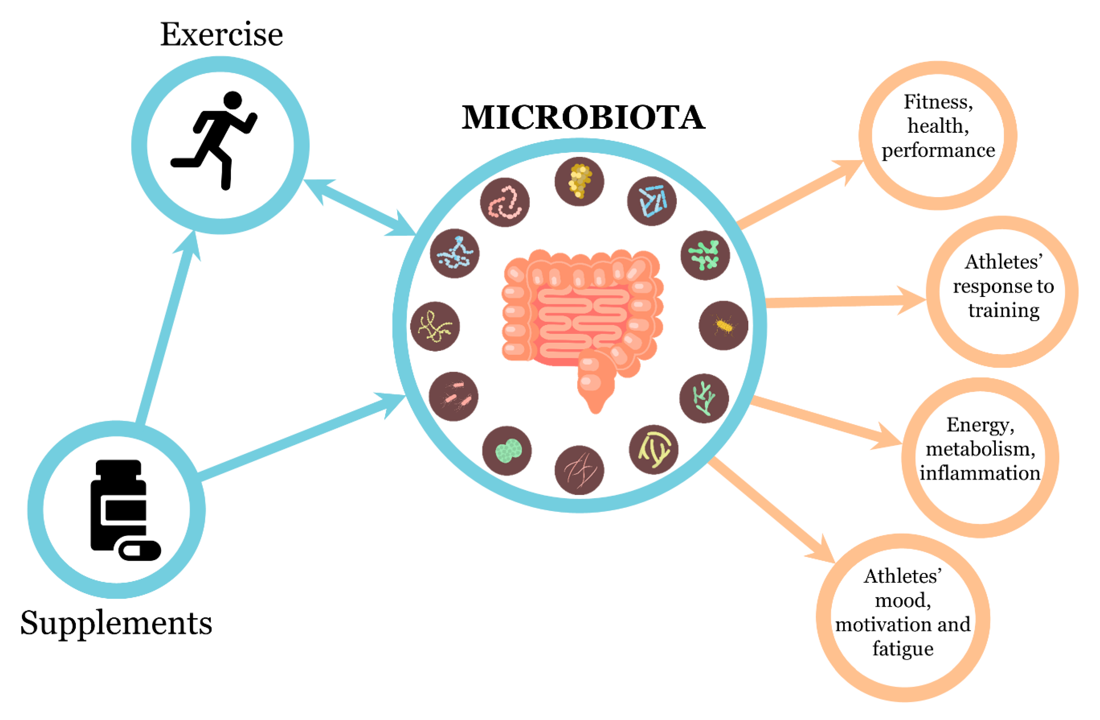 Nutrients Free Full-Text Mutual Interactions among Exercise, Sport Supplements and Microbiota photo