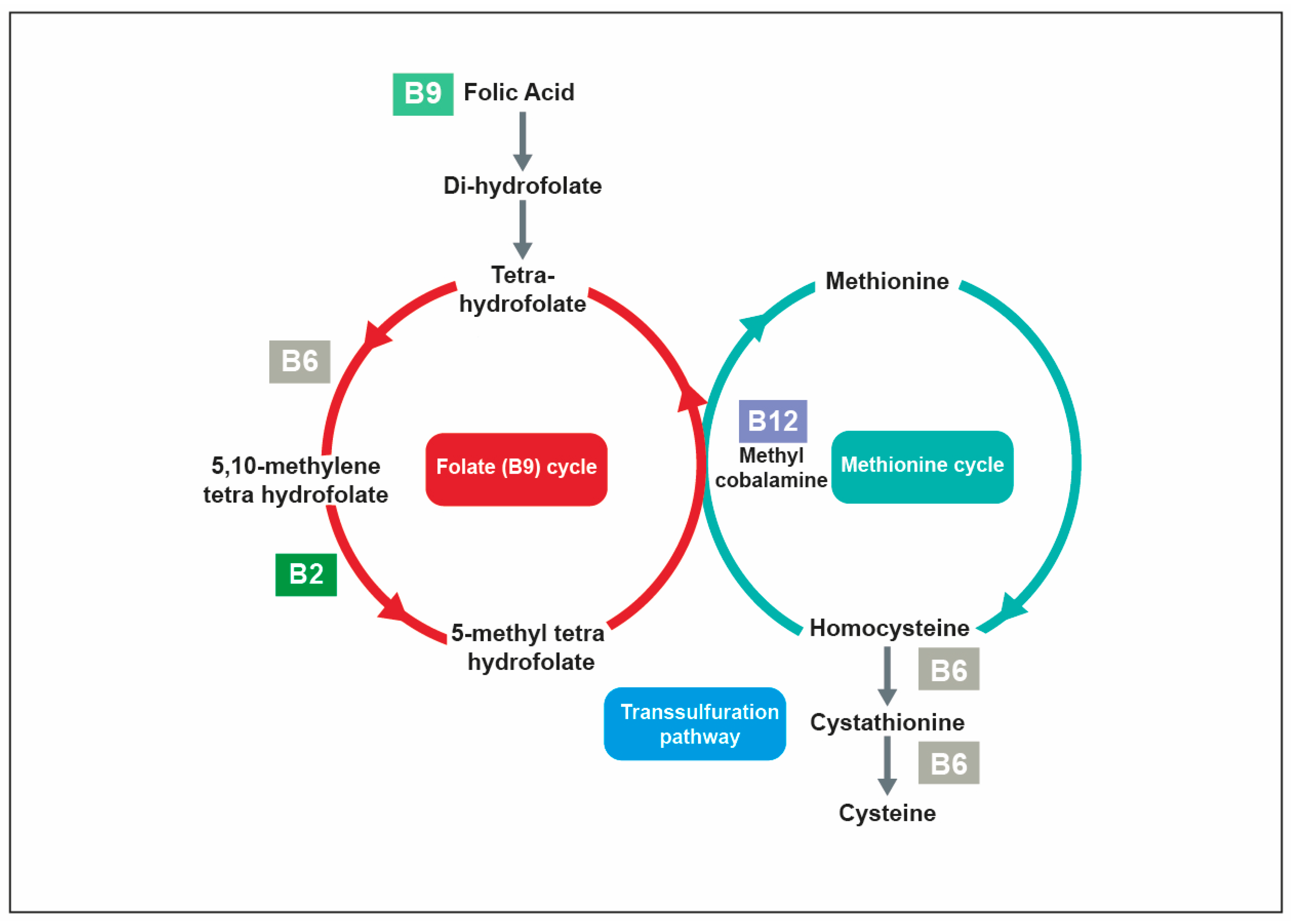 blok Kruiden desinfecteren Nutrients | Free Full-Text | Vitamins and Minerals for Energy, Fatigue and  Cognition: A Narrative Review of the Biochemical and Clinical Evidence |  HTML