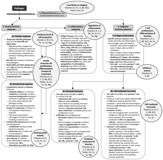 Nutrients Free Full Text A Review Of Micronutrients And The Immune System Working In Harmony To Reduce The Risk Of Infection Html