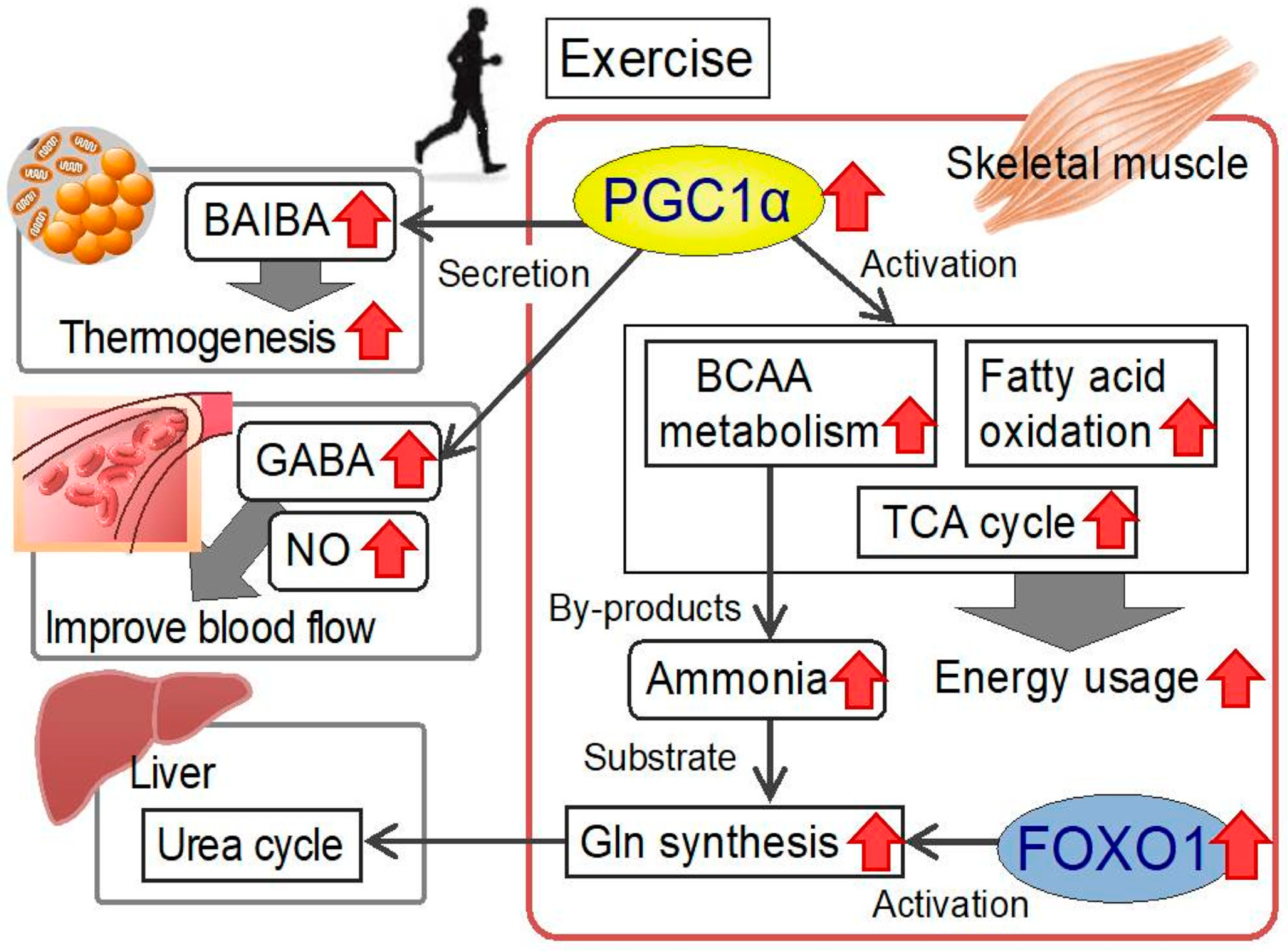 Branched Chain Amino Acids Muscle Growth EOUA Blog