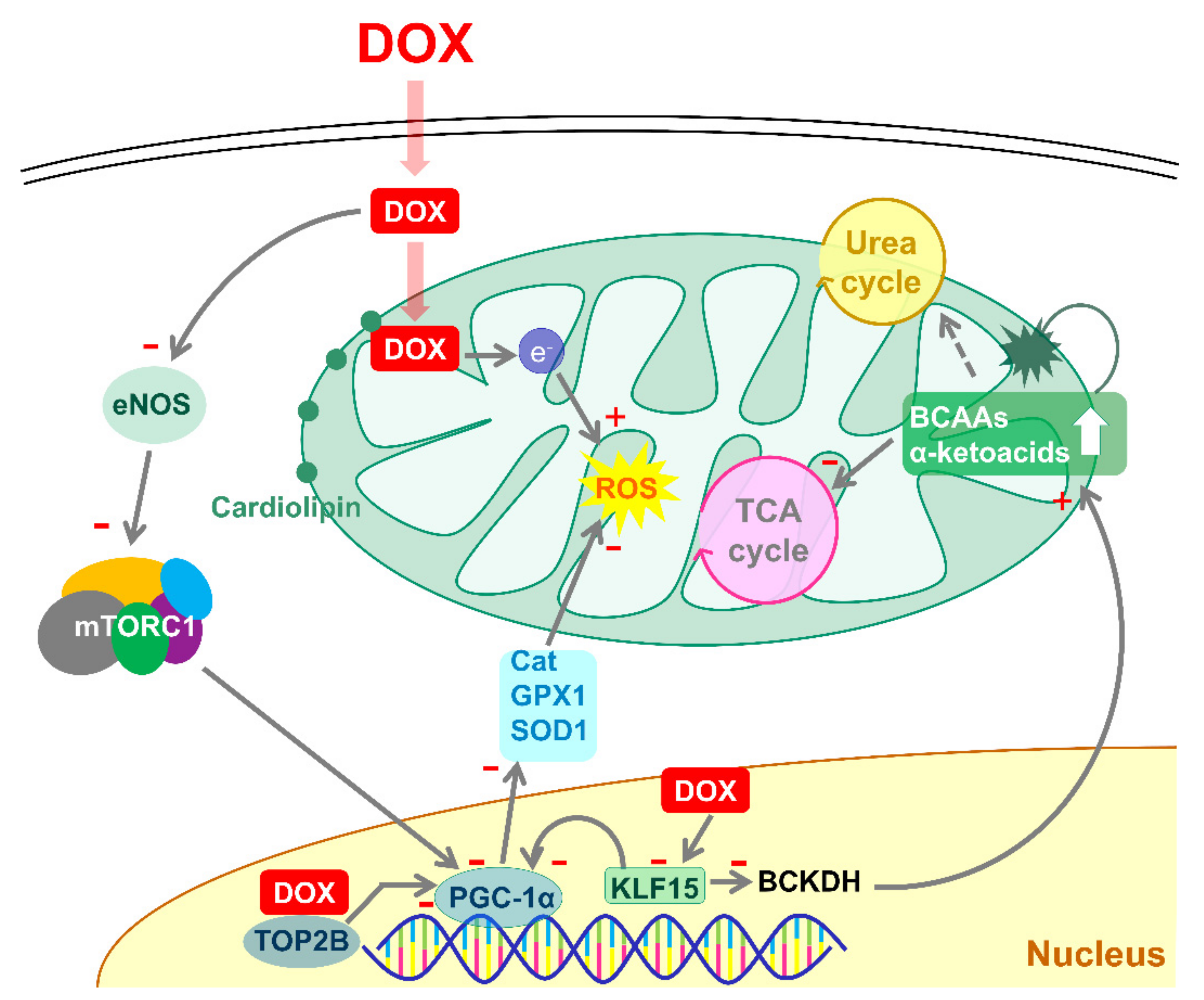Nutrients 12 00282 g008 Nutrients 12 00282 g008