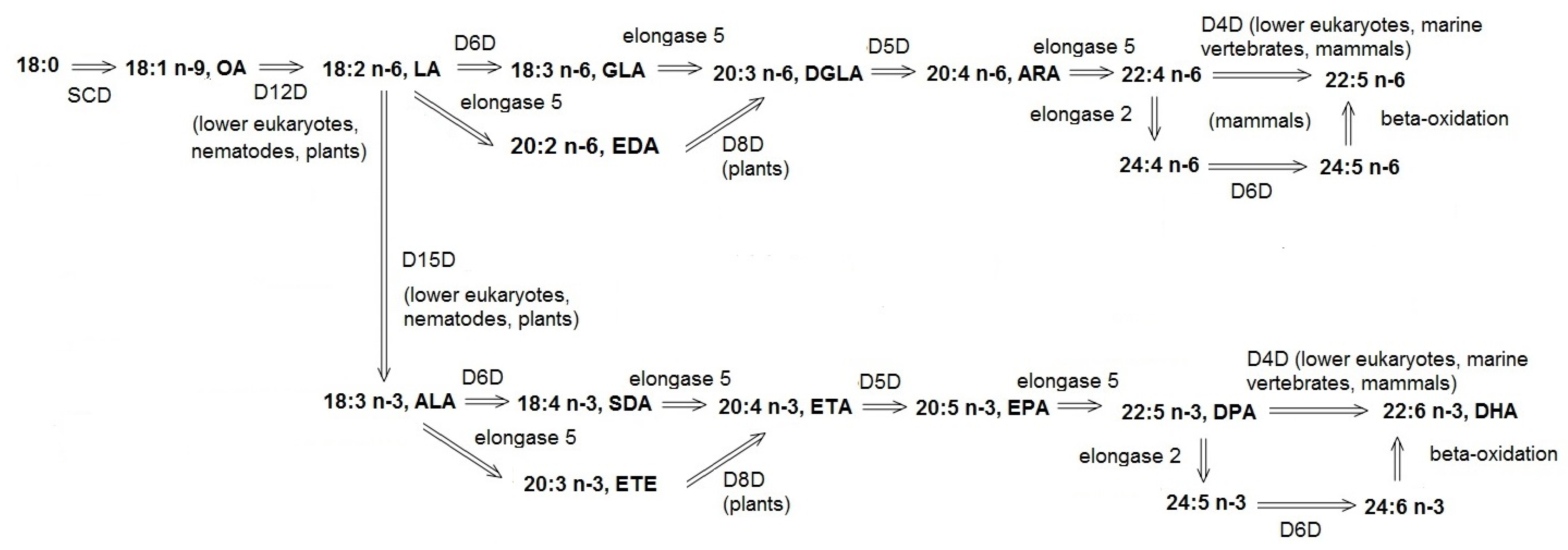 Nutrients Free Full Text Biological Role Of Unsaturated Fatty Acid Desaturases In Health And Disease Html