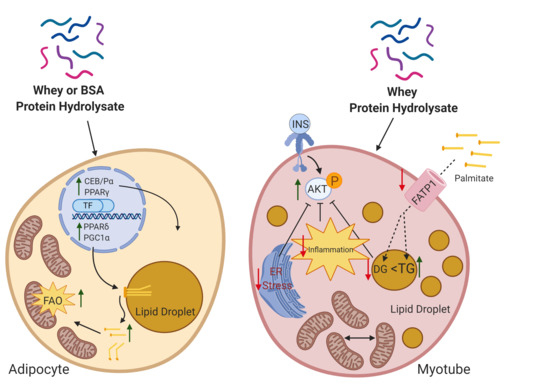 Nutrients | Free Full-Text | Whey Peptides Stimulate Differentiation
