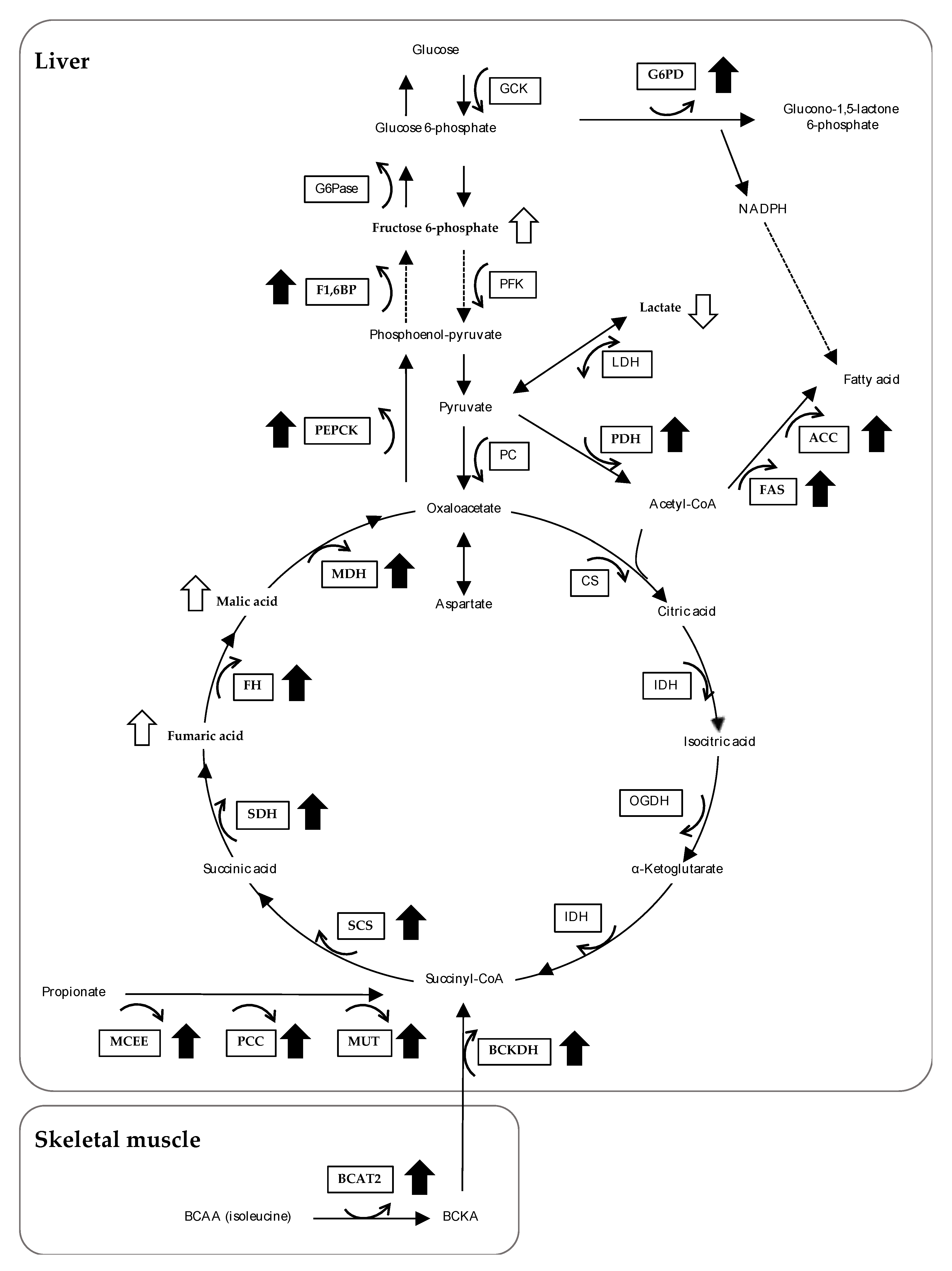 Nutrients 12 00430 g003 Nutrients 12 00430 g003