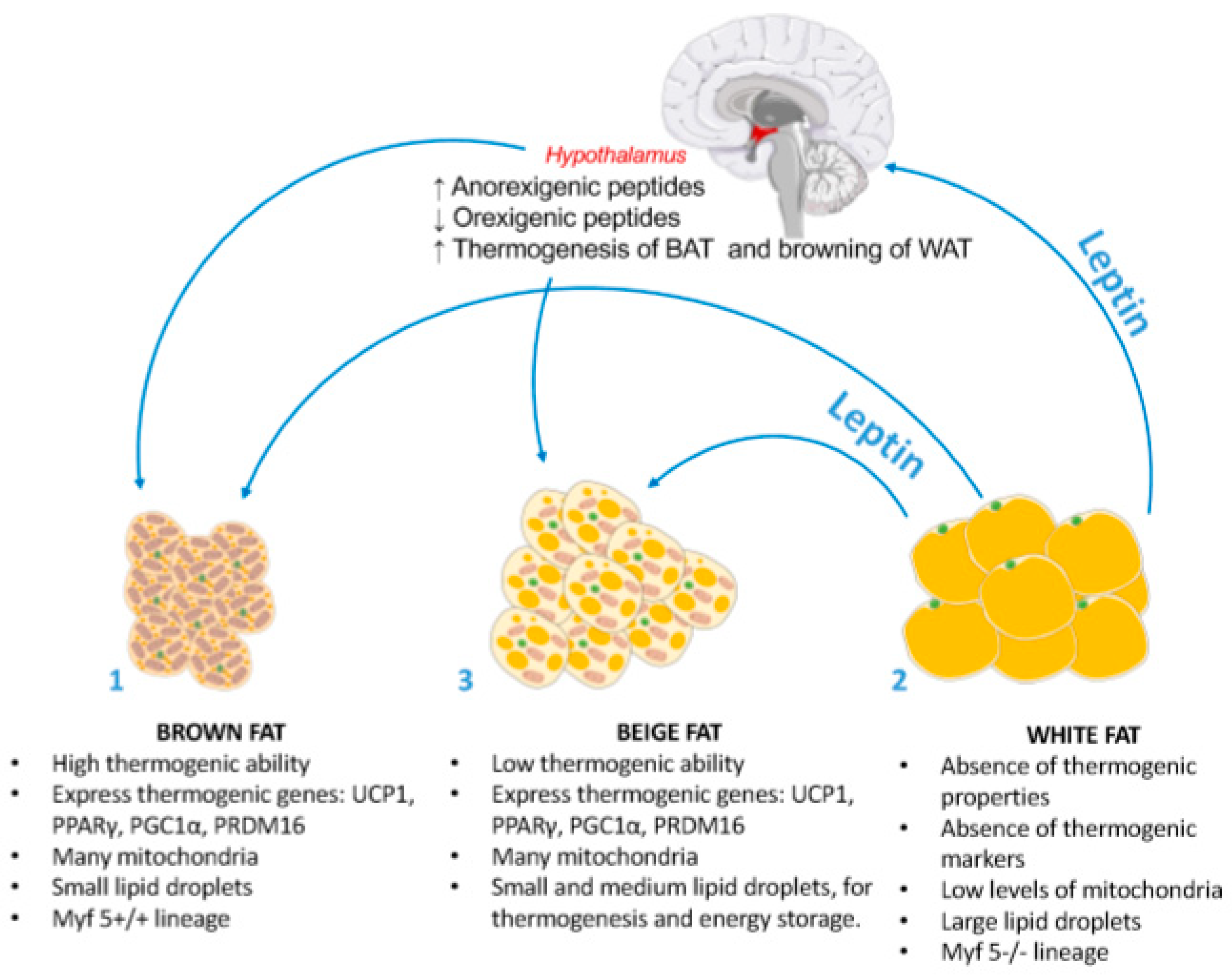 Nutrients | Free Full-Text | Incendiary Leptin