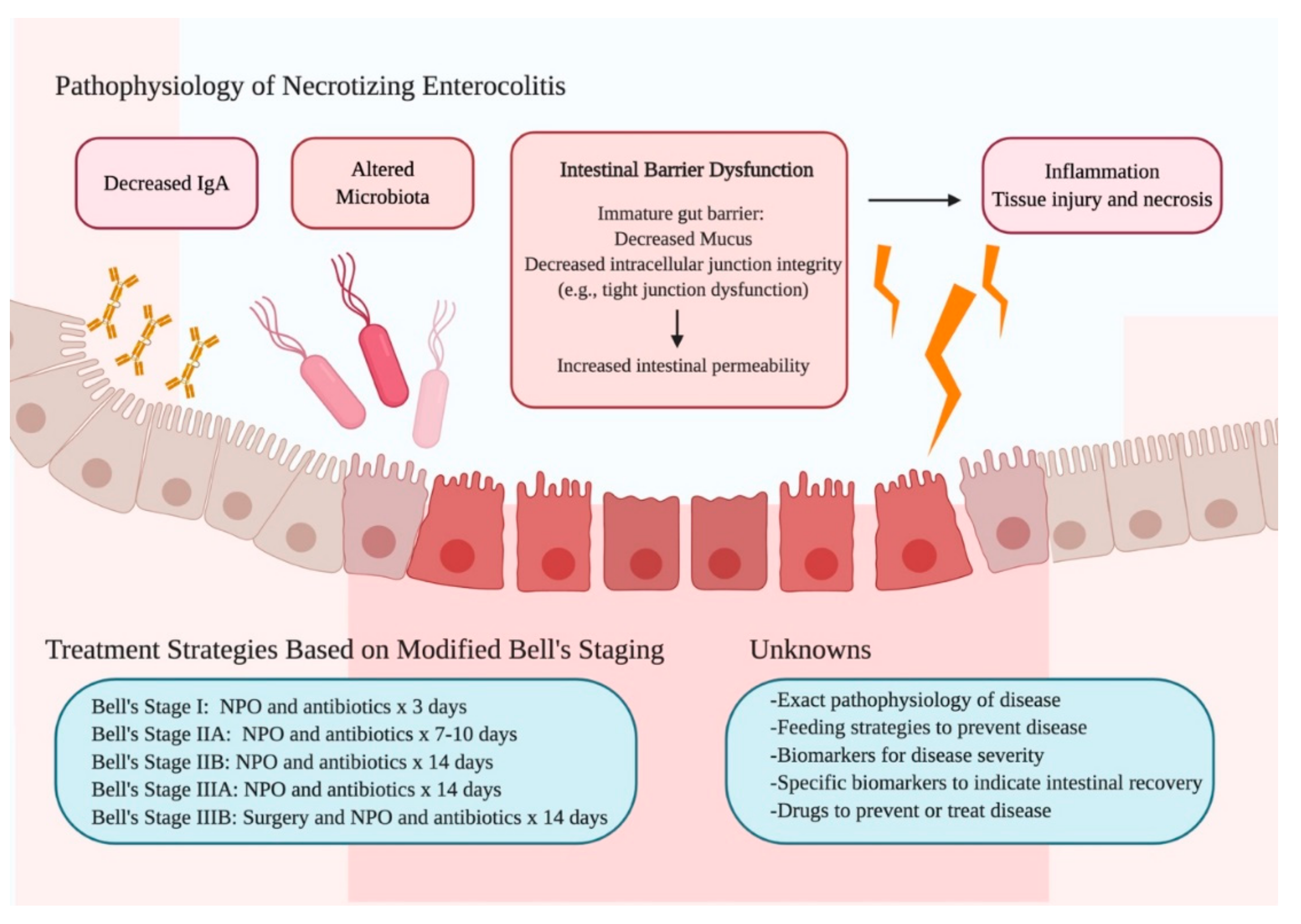 Especialista en microbiota intestinal barcelona