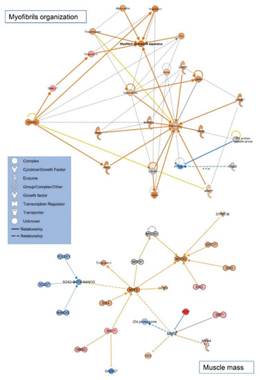 Programming Skeletal Muscle Metabolic Flexibility in Offspring of Male ...