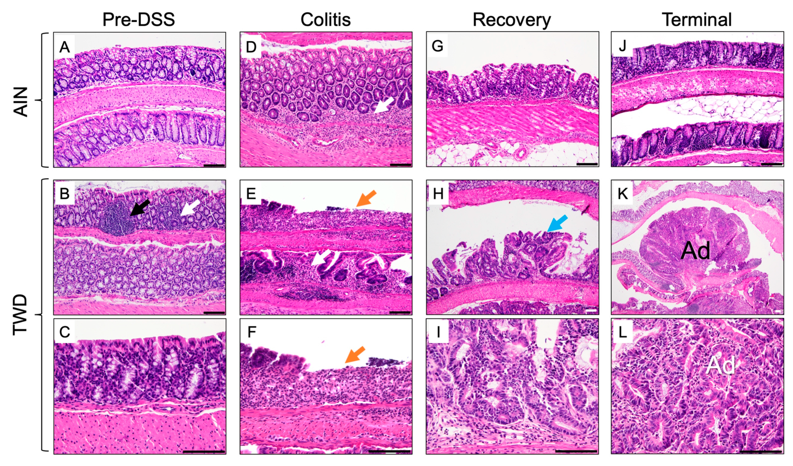 Nutrients 12 00544 g005 Nutrients 12 00544 g005
