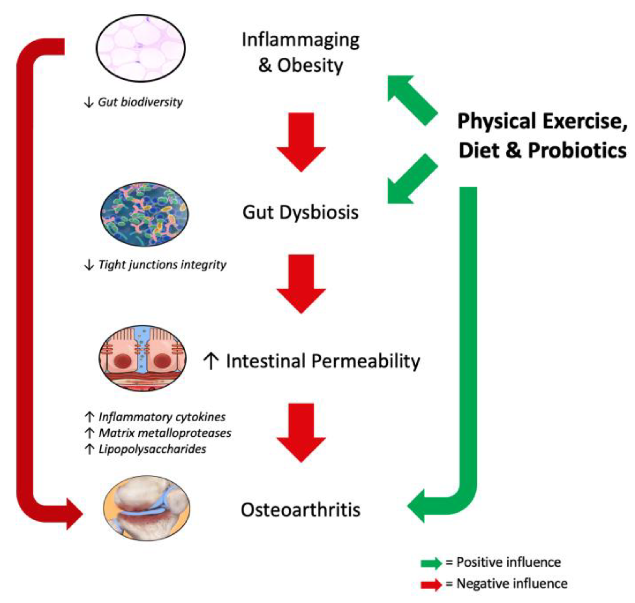 patologia osteoartritei