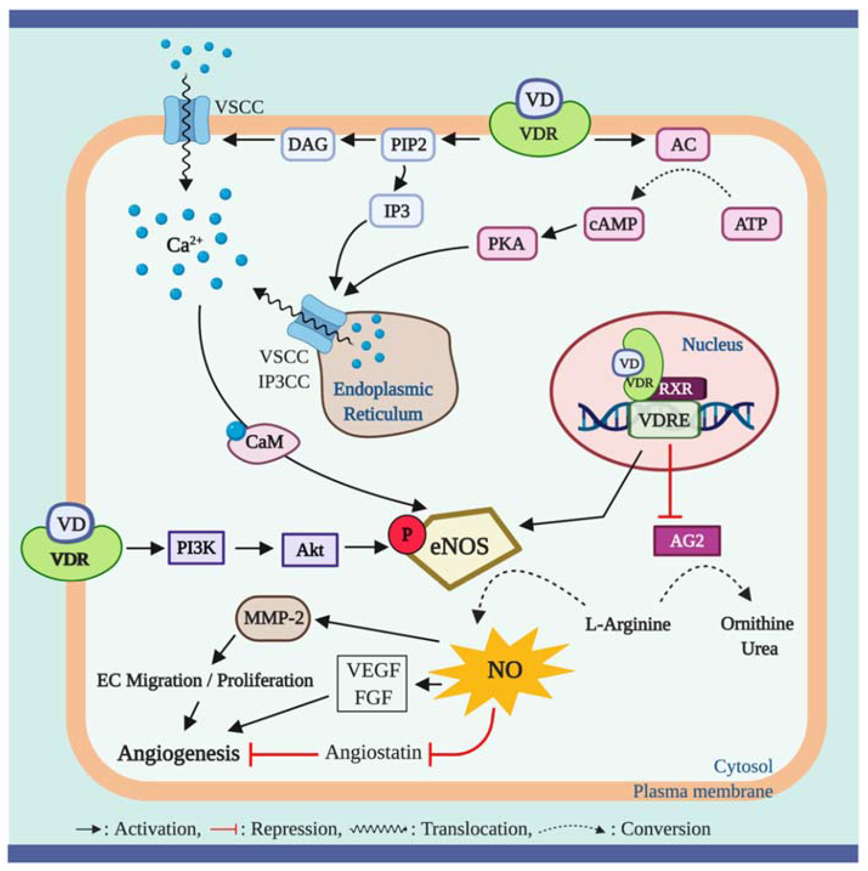 Supplementation with vitamin D and its analogs for treatment of endothelial  dysfunction and cardiovascular disease – ScienceOpen