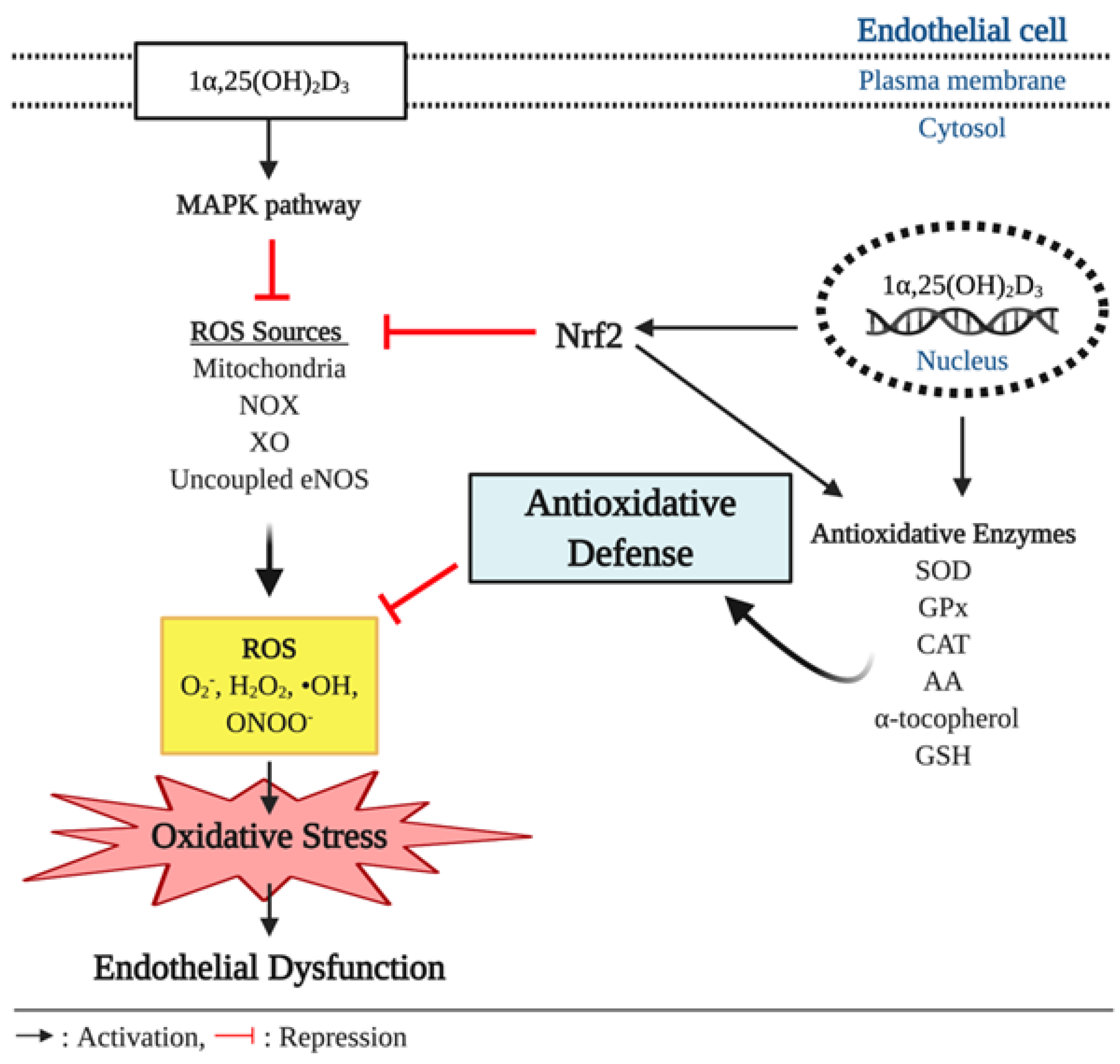 Supplementation with vitamin D and its analogs for treatment of endothelial  dysfunction and cardiovascular disease – ScienceOpen