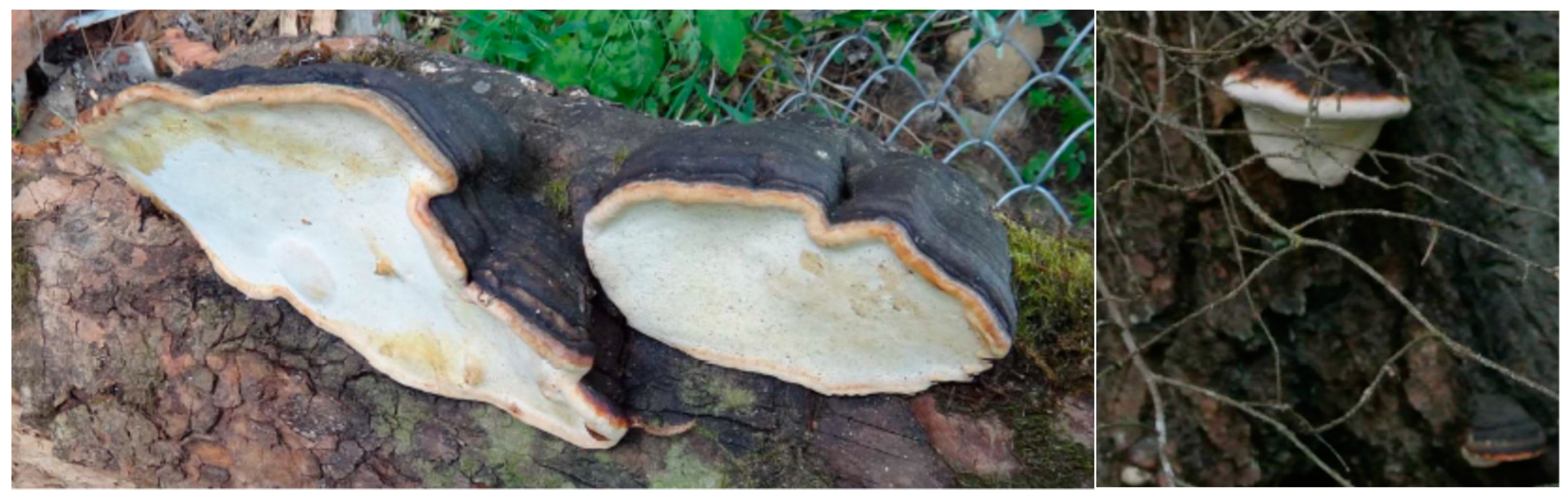 Nutrients 12 00609 g001