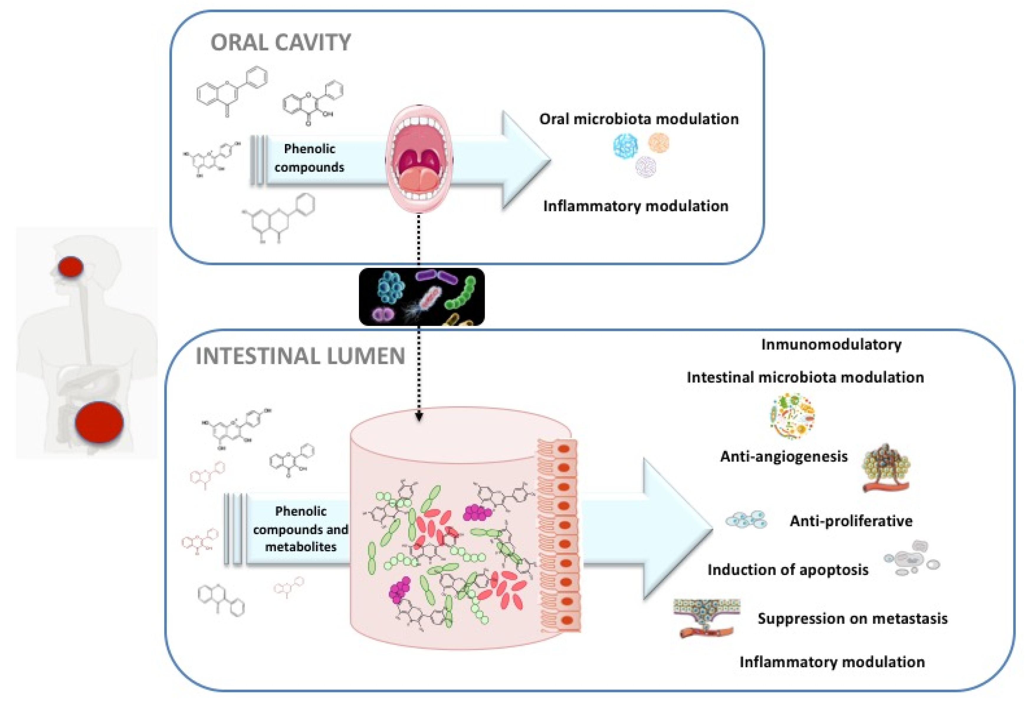 Nutrients 12 00625 g003 Nutrients 12 00625 g003