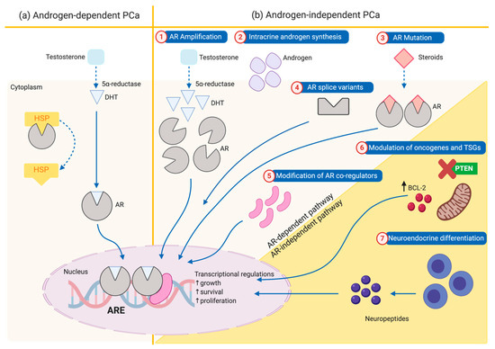 Nutrients Free Full Text Mechanism Of Anti Cancer Activity Of Curcumin On Androgen Dependent And Androgen Independent Prostate Cancer Html