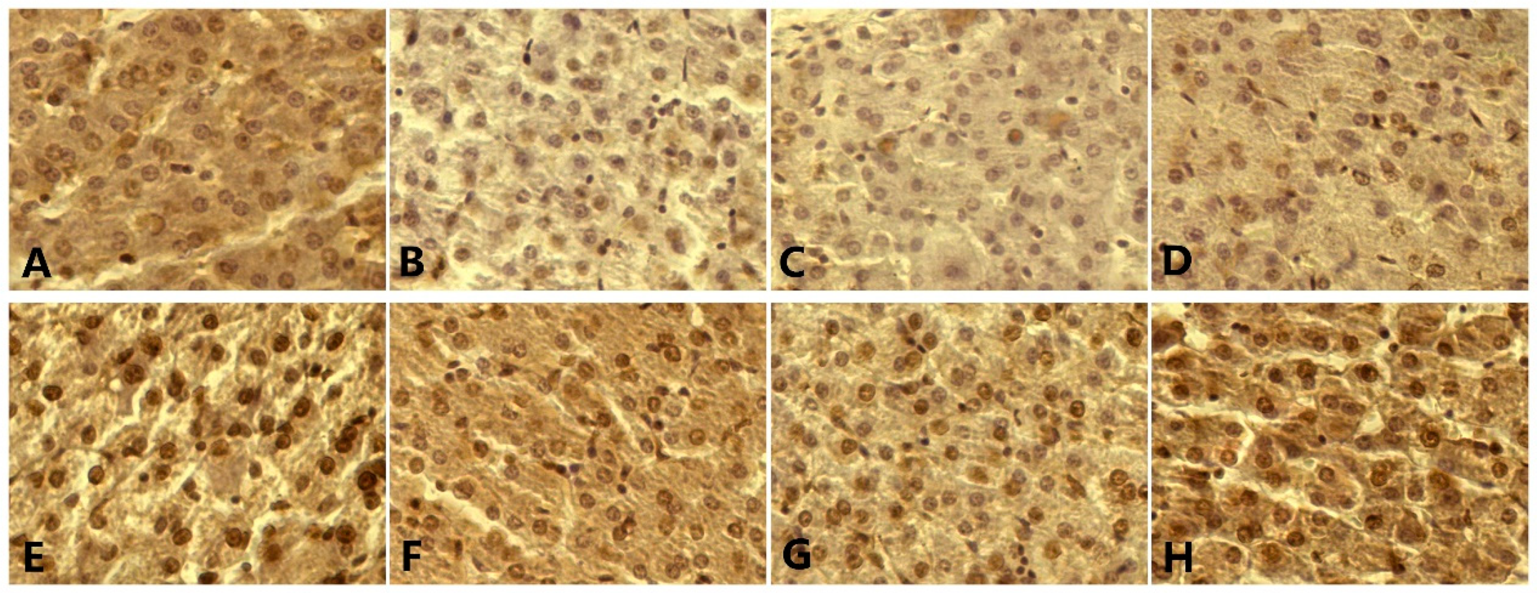 Nutrients 12 00692 g003 Nutrients 12 00692 g003