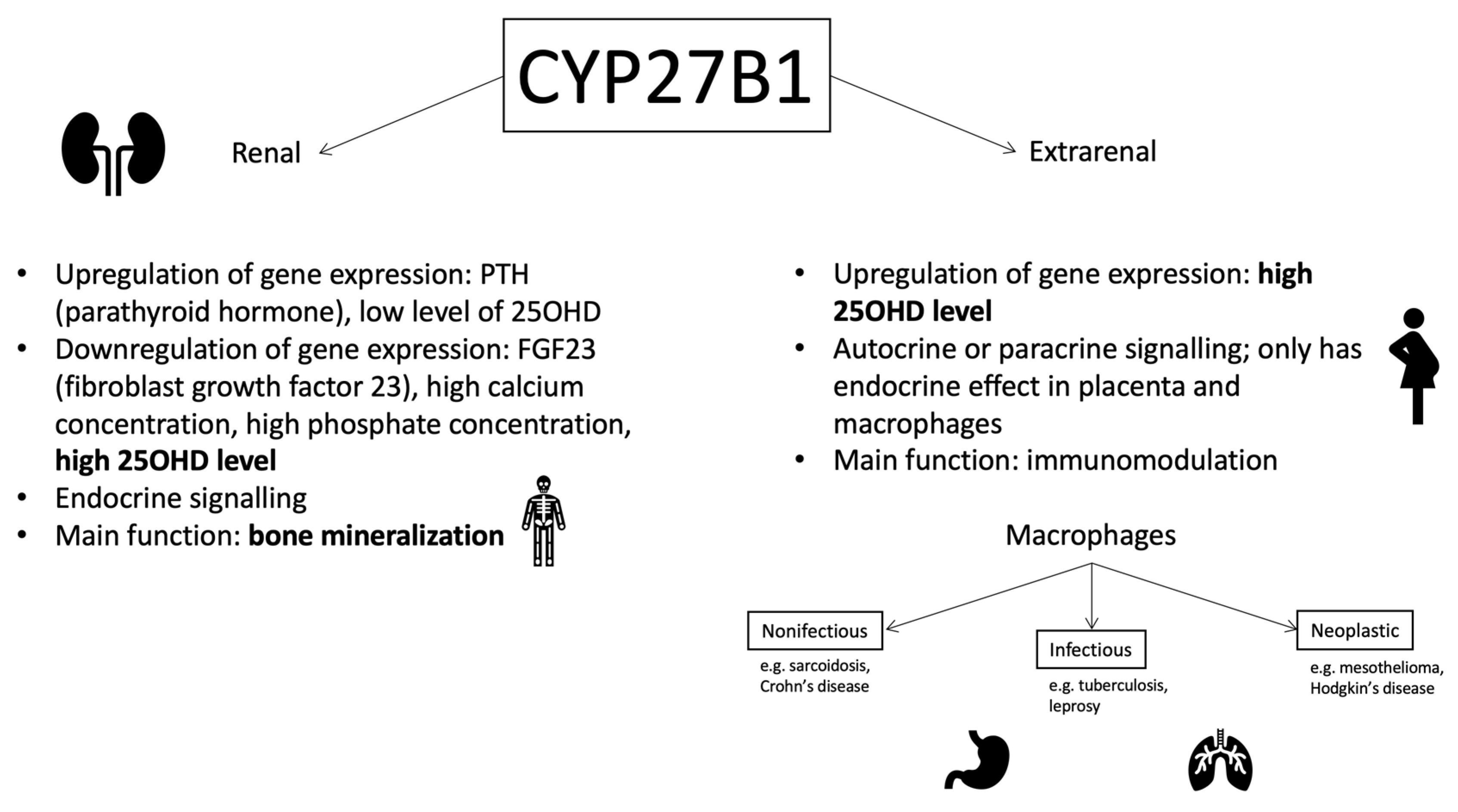 Nutrients 12 00801 g004 Nutrients 12 00801 g004
