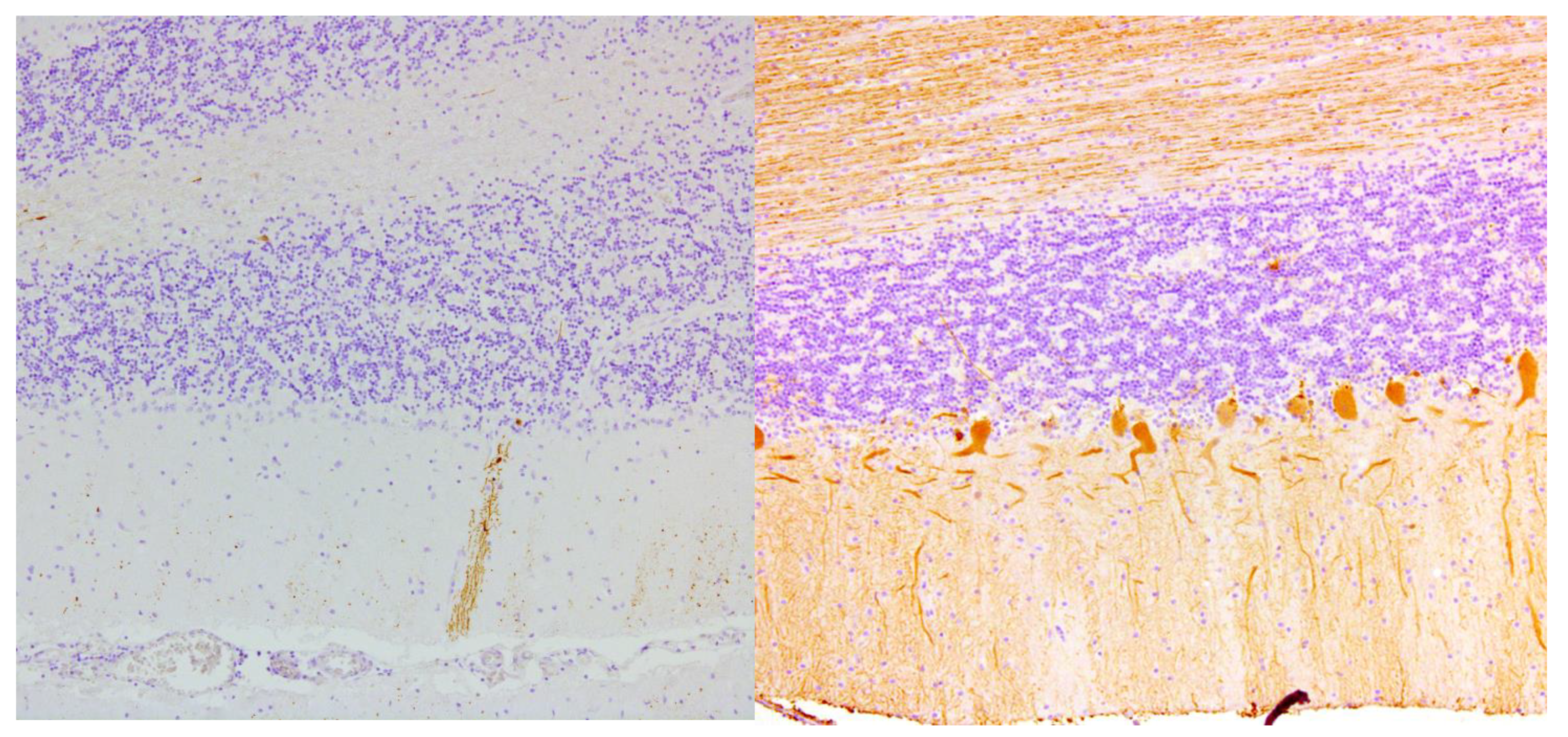 Nutrients 12 00822 g002