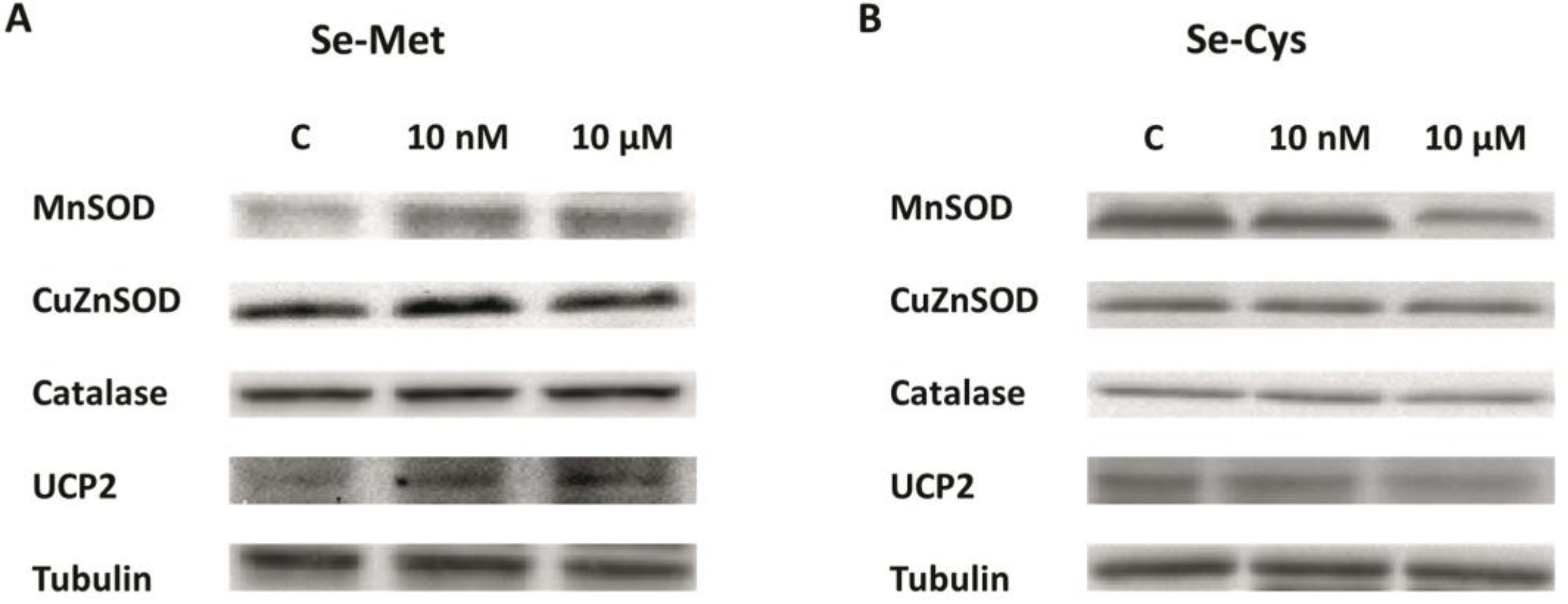 Nutrients 12 00865 g003 Nutrients 12 00865 g003