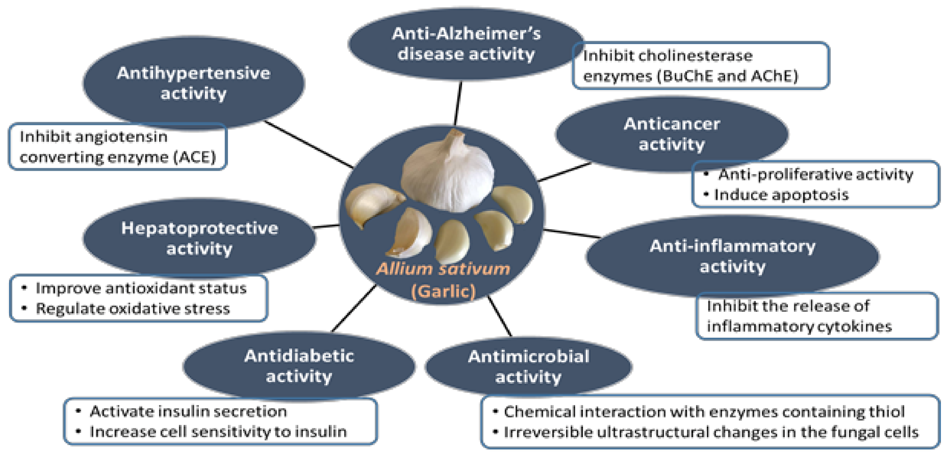 Anthelmintic activity of plant extracts, Anthelmintic activity of garlic