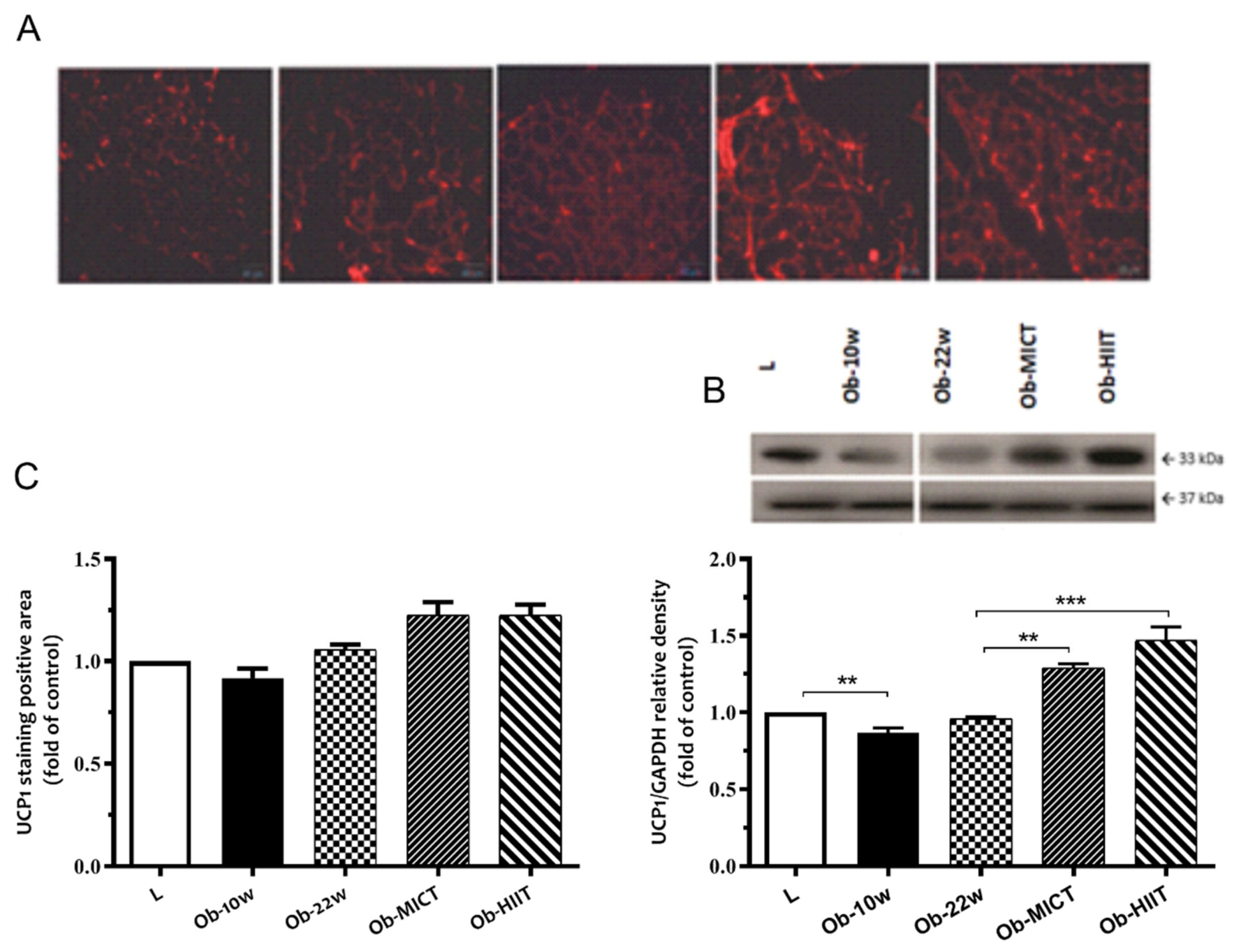 Nutrients 12 00925 g005 Nutrients 12 00925 g005