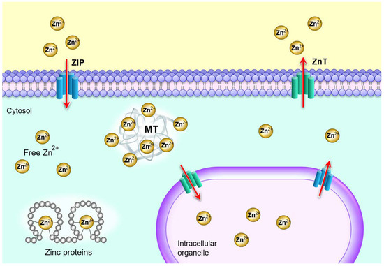 Zinc Adequacy Is Essential for the Maintenance of Optimal