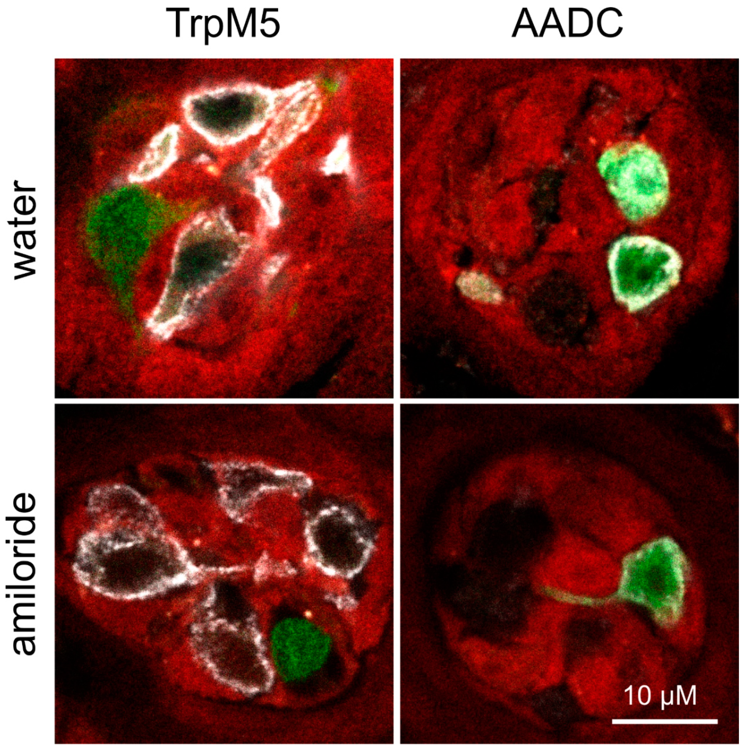 Nutrients 12 00995 g004 Nutrients 12 00995 g004