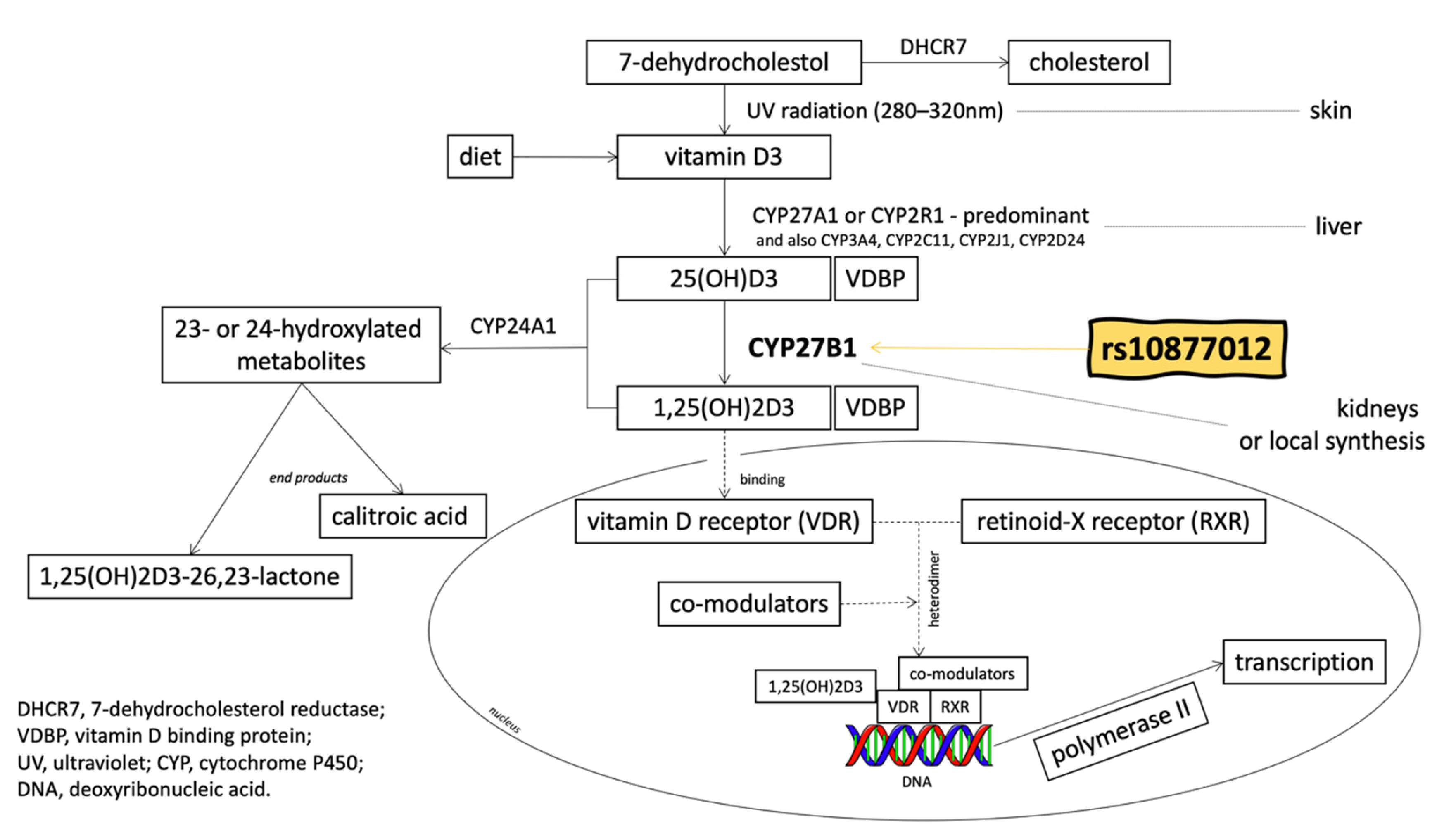 Nutrients 12 00998 g001 Nutrients 12 00998 g001