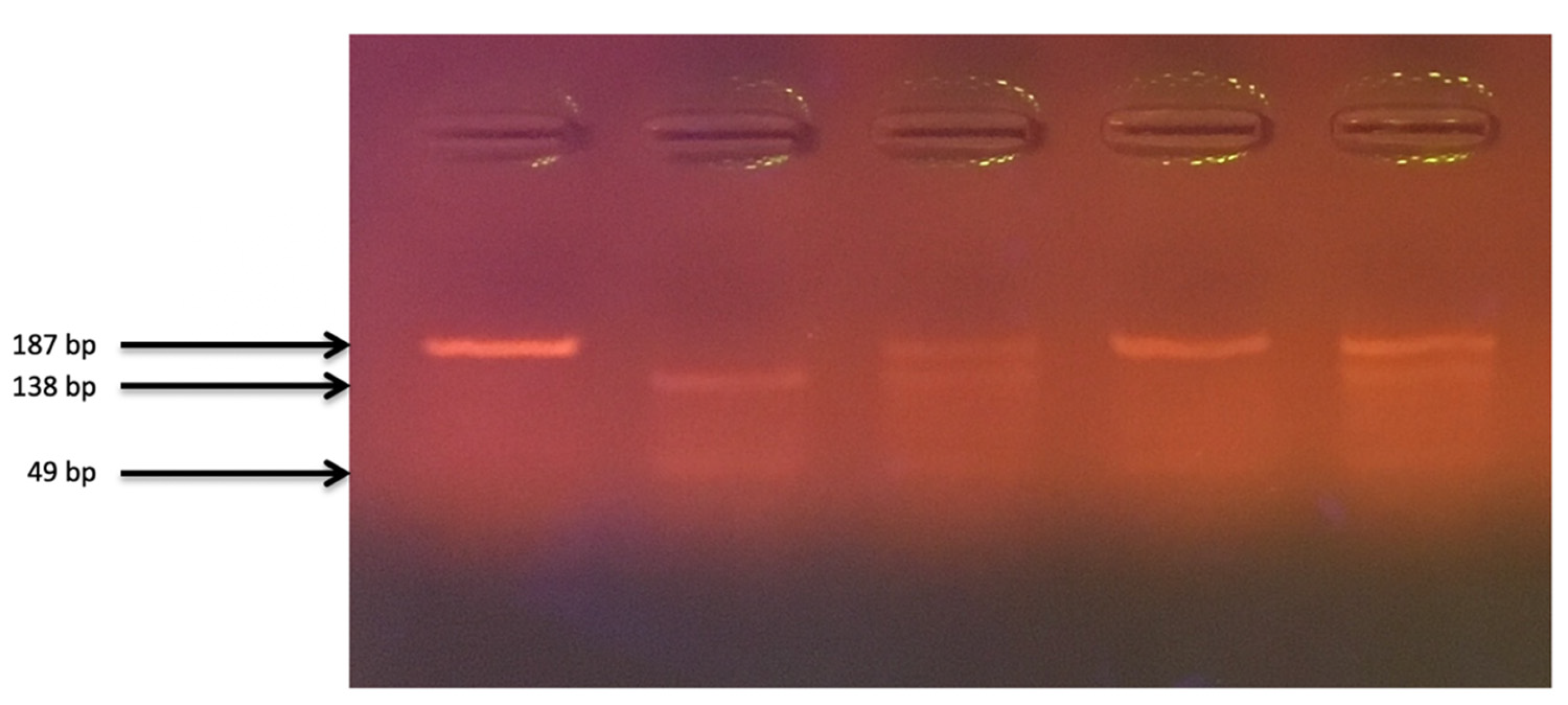 Nutrients 12 00998 g002 Nutrients 12 00998 g002