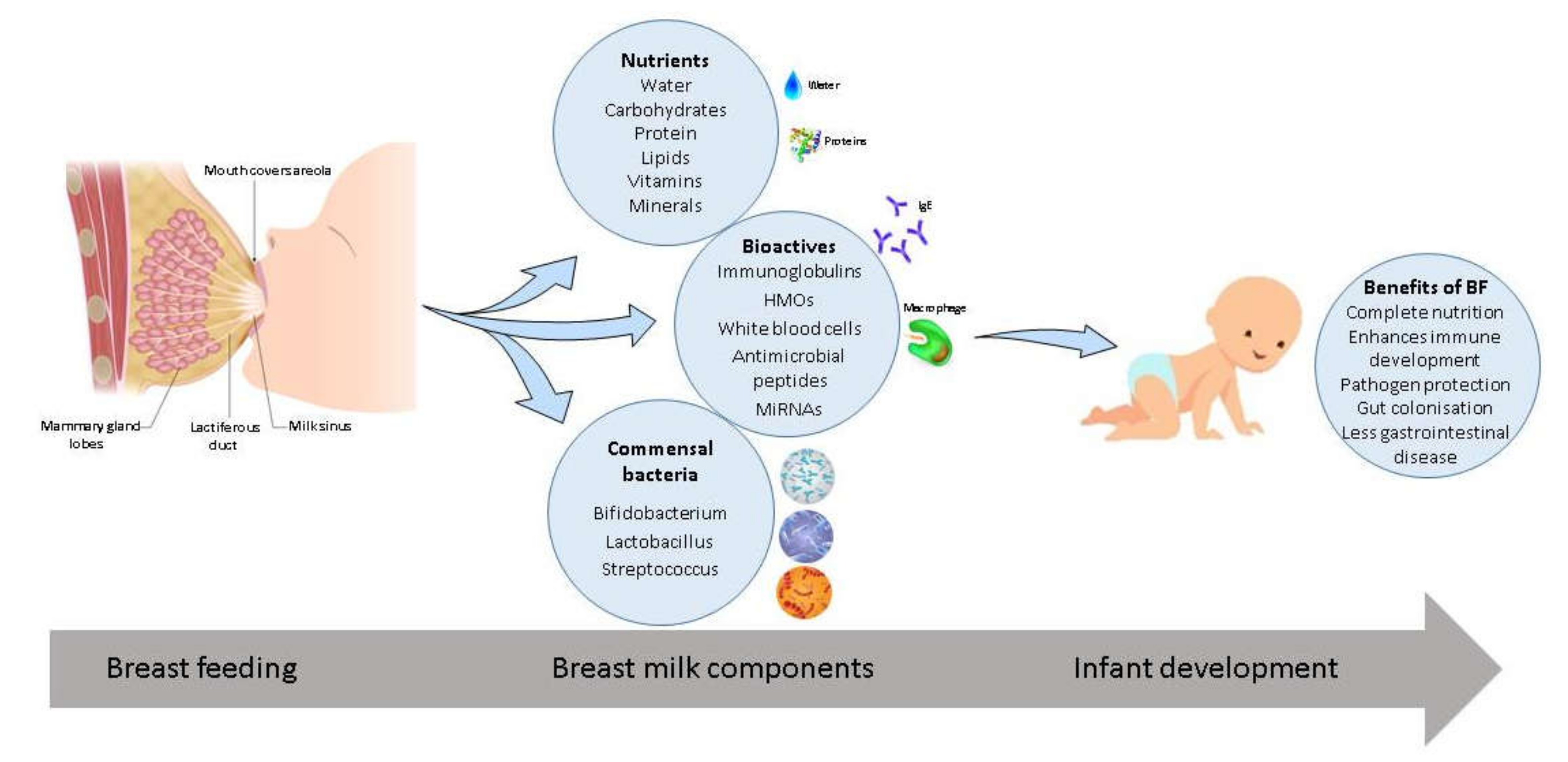 Nutrients | Free Full-Text | Breast Milk, a Source of Beneficial Microbes  and Associated Benefits for Infant Health