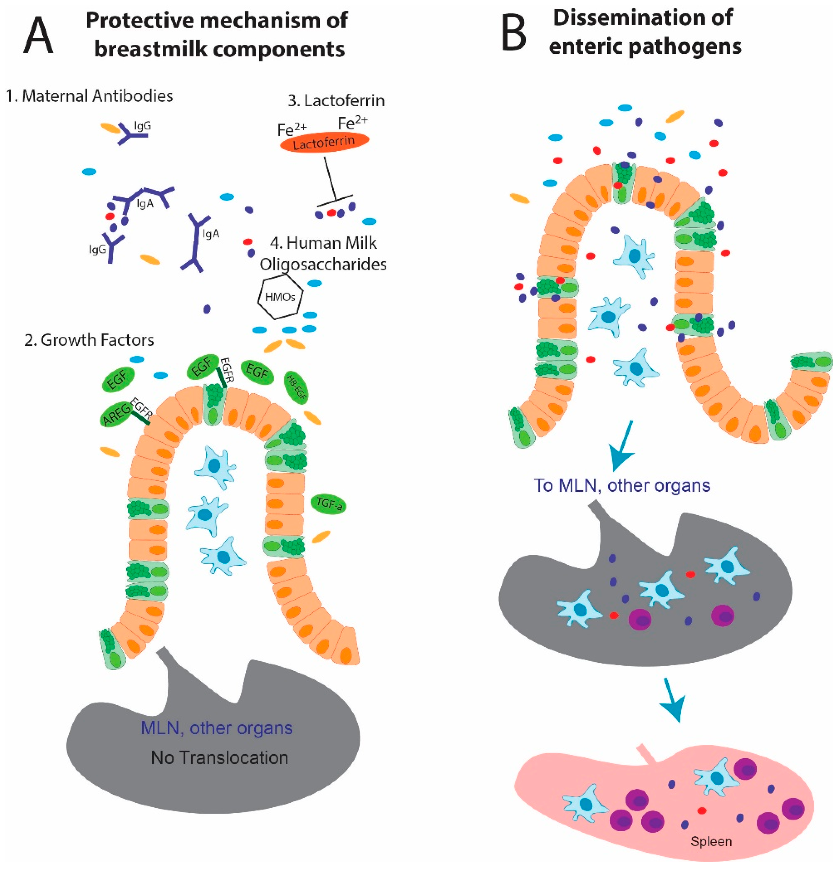 Nutrients 12 01045 g001 Nutrients 12 01045 g001