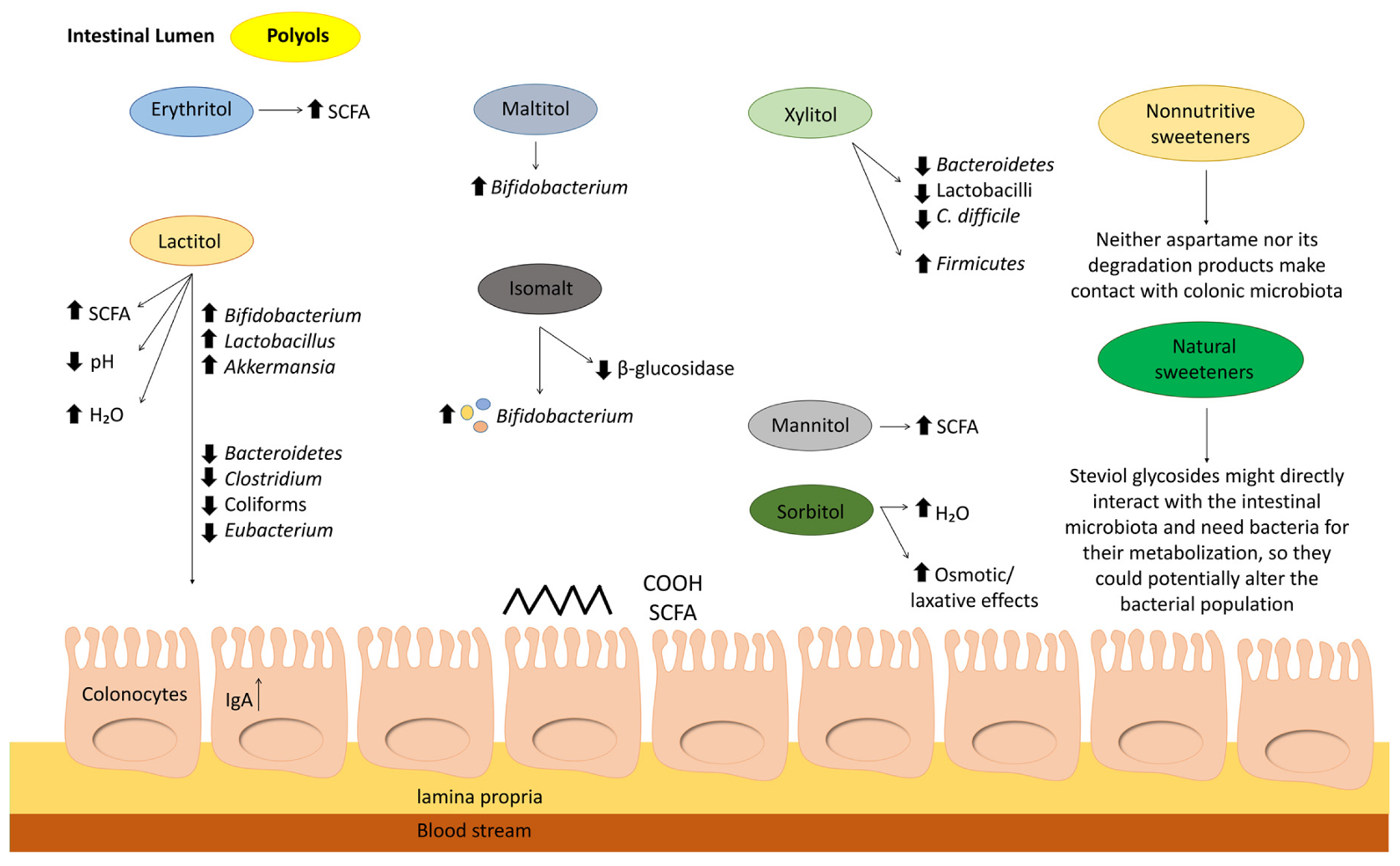 Alimentos para mejorar la microbiota