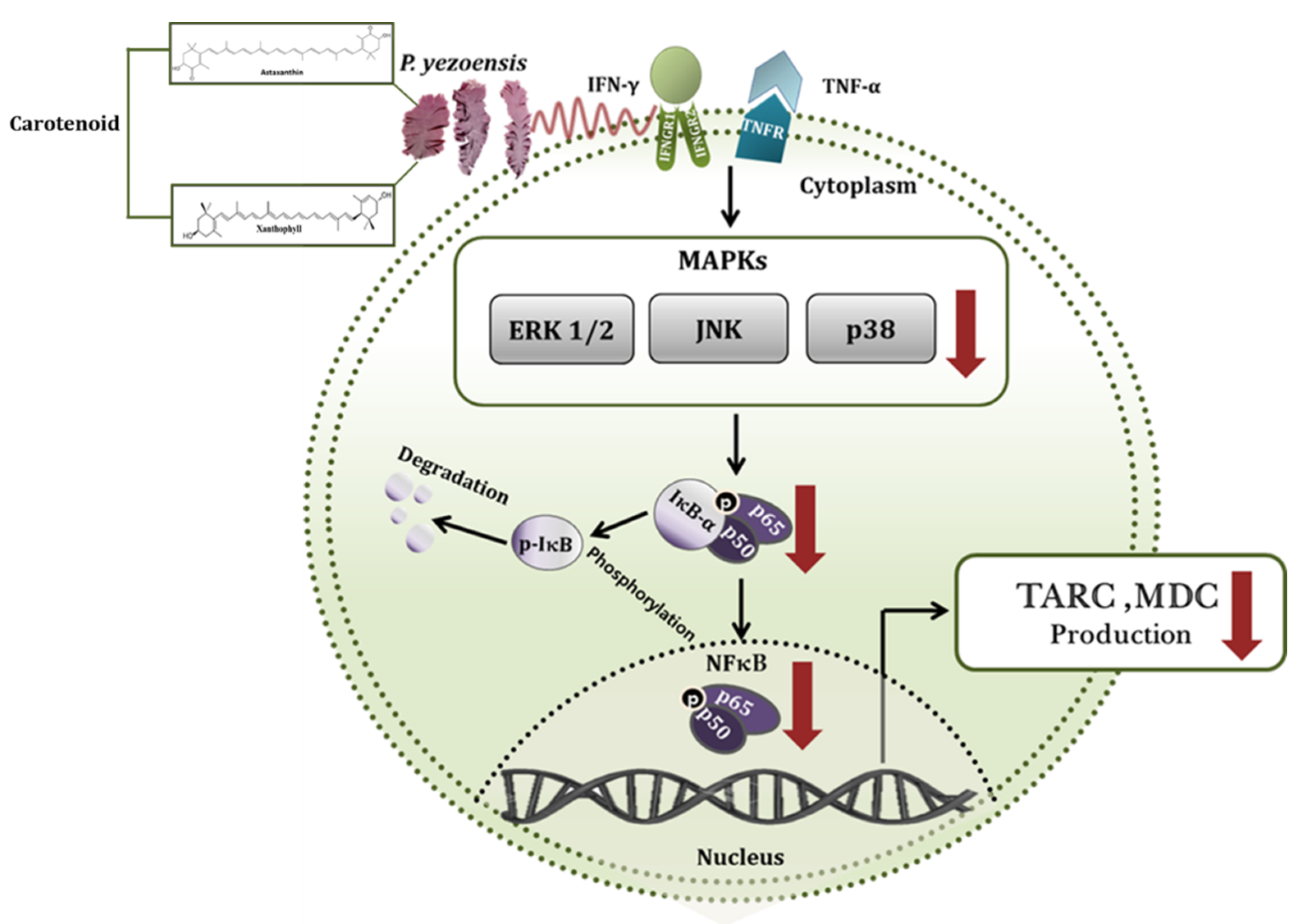 Nutrients 12 01238 g008 Nutrients 12 01238 g008