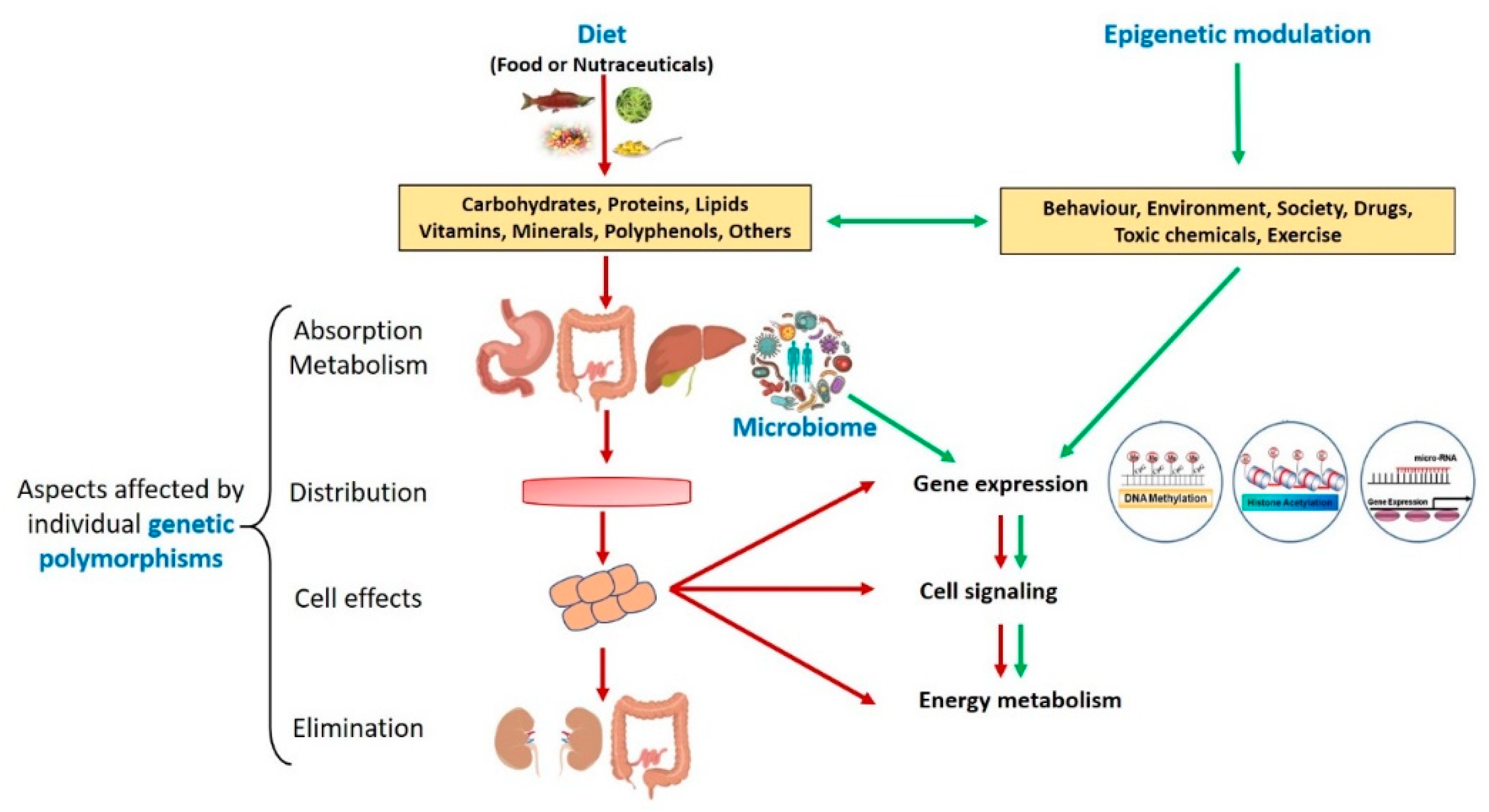 Nutrients 12 01265 g001