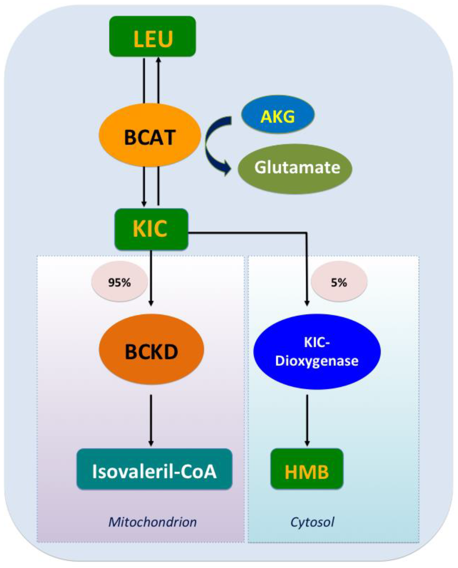 Nutrients | Free Full-Text | Leucine Supplementation: A Novel 