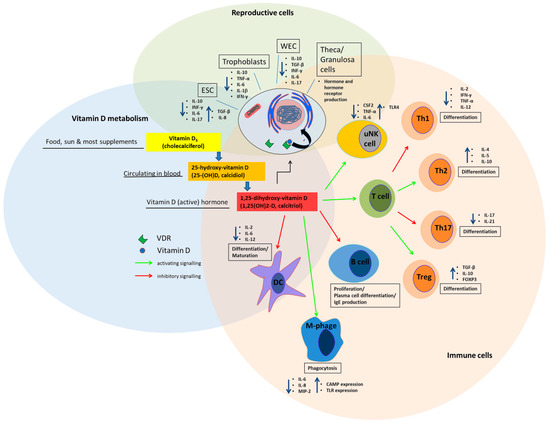 Vitamin D And Its Connection to Autoimmune Disorders
