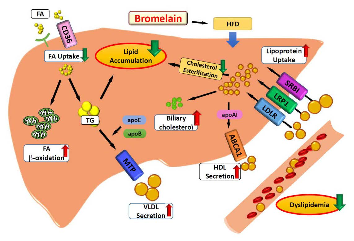 Fatty Liver Book Free Download