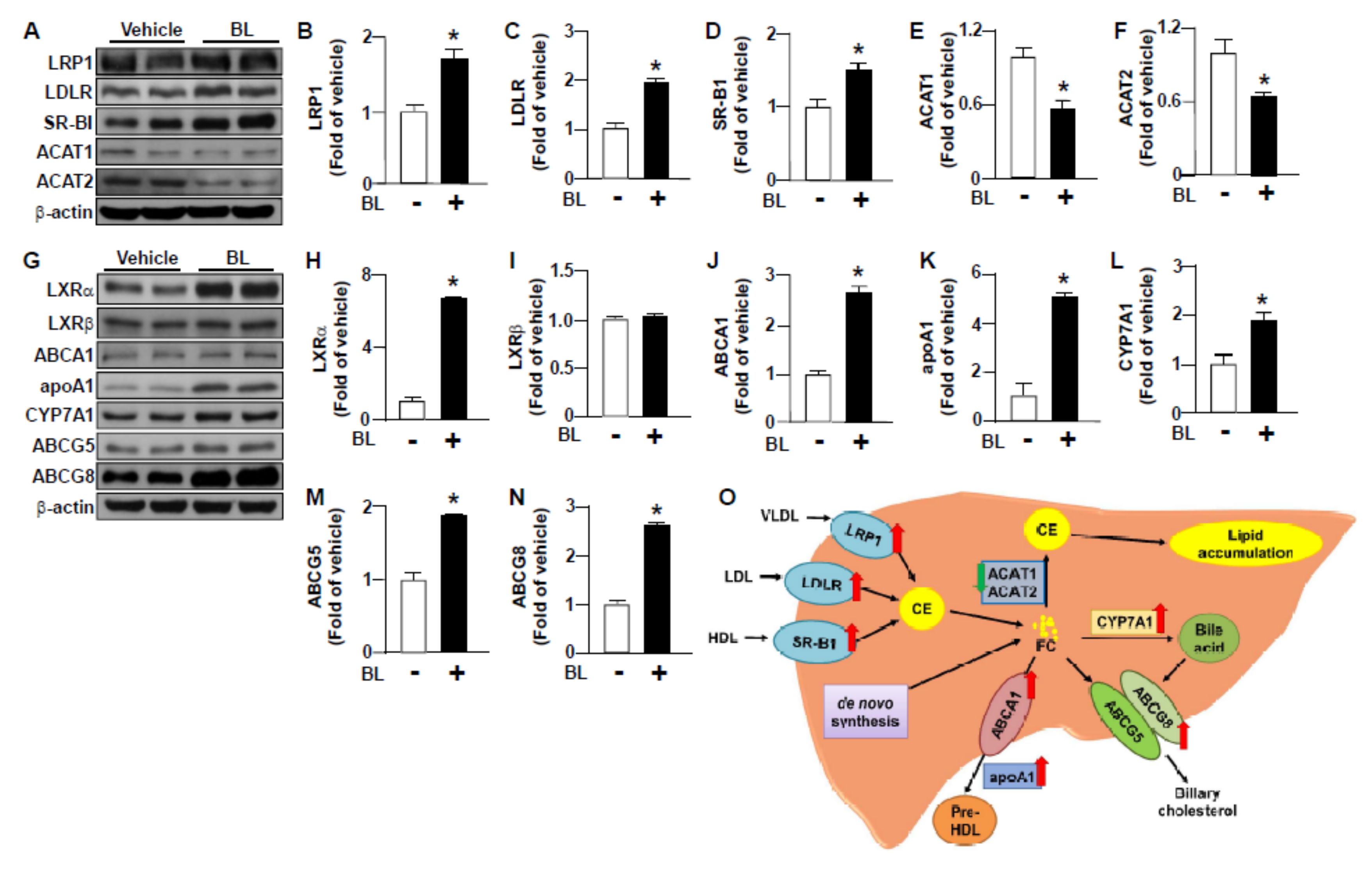 Nutrients 12 01458 g004