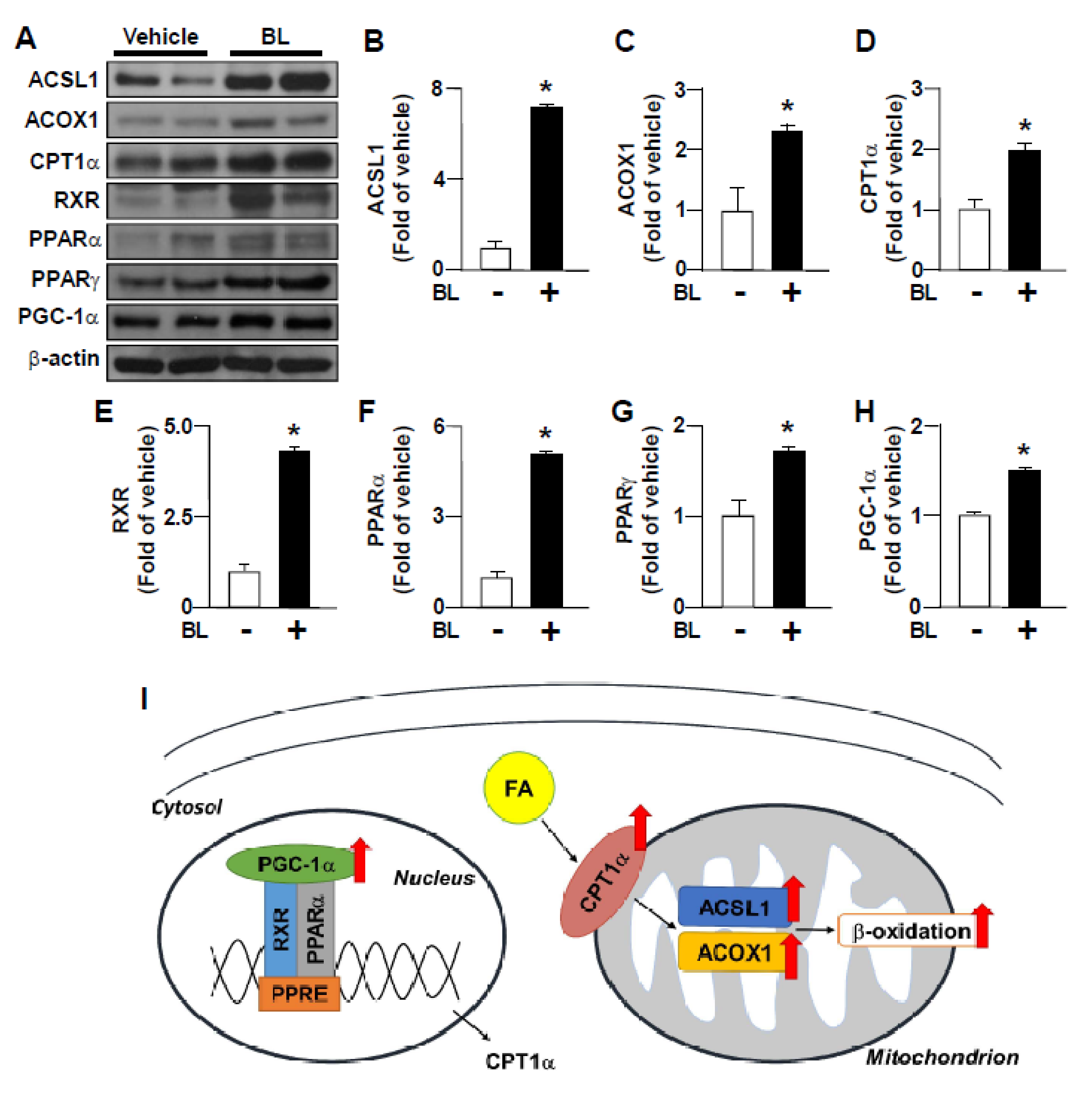 Nutrients 12 01458 g006