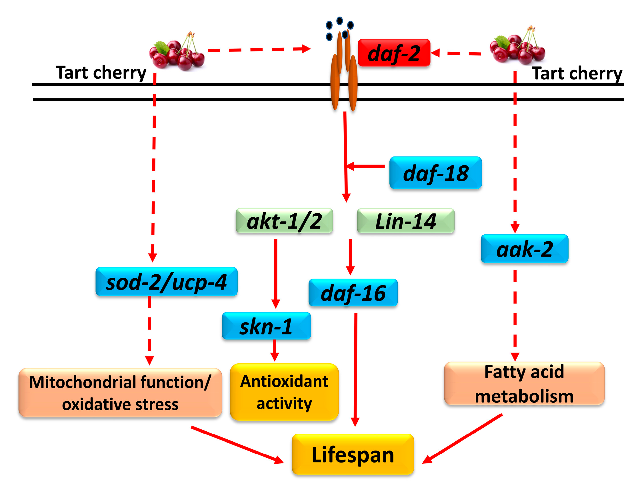 Nutrients 12 01482 g005